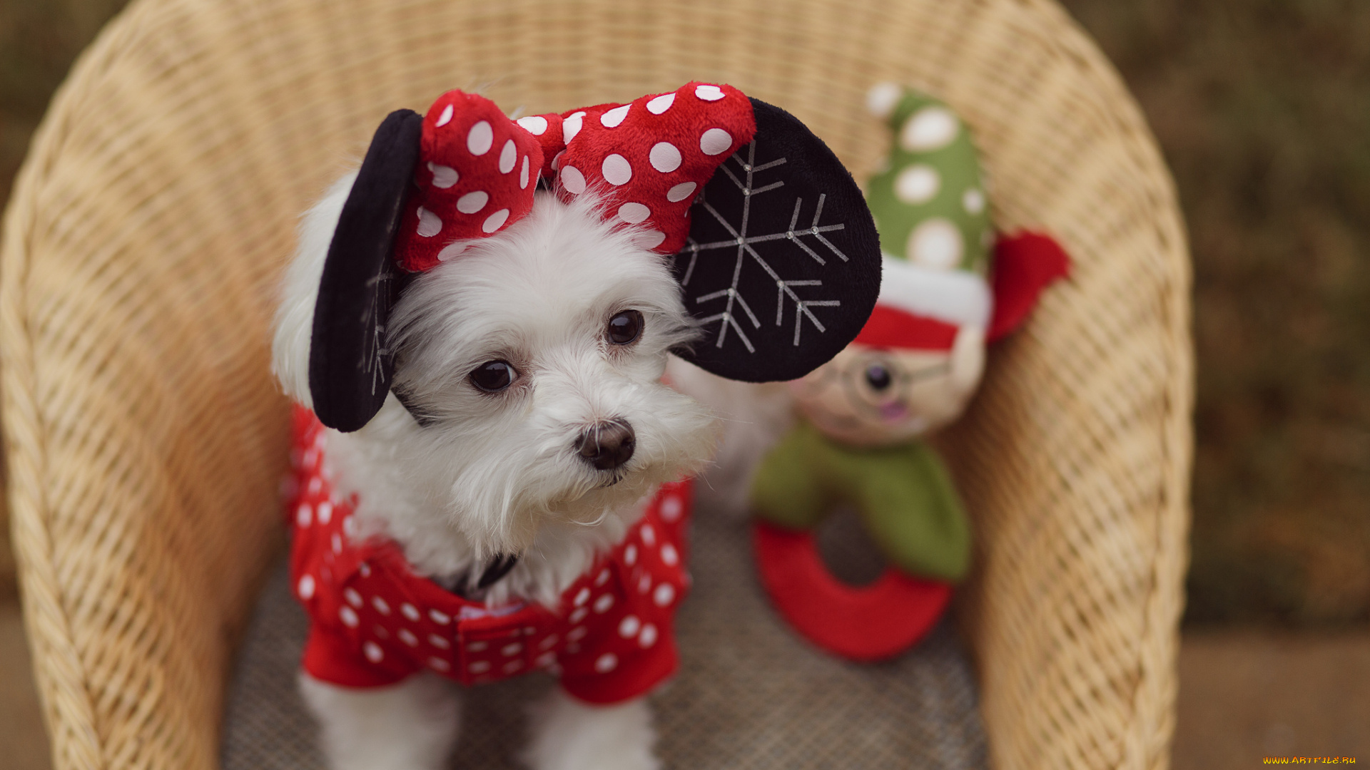 животные, собаки, корзина, ушки, собачка, взгляд