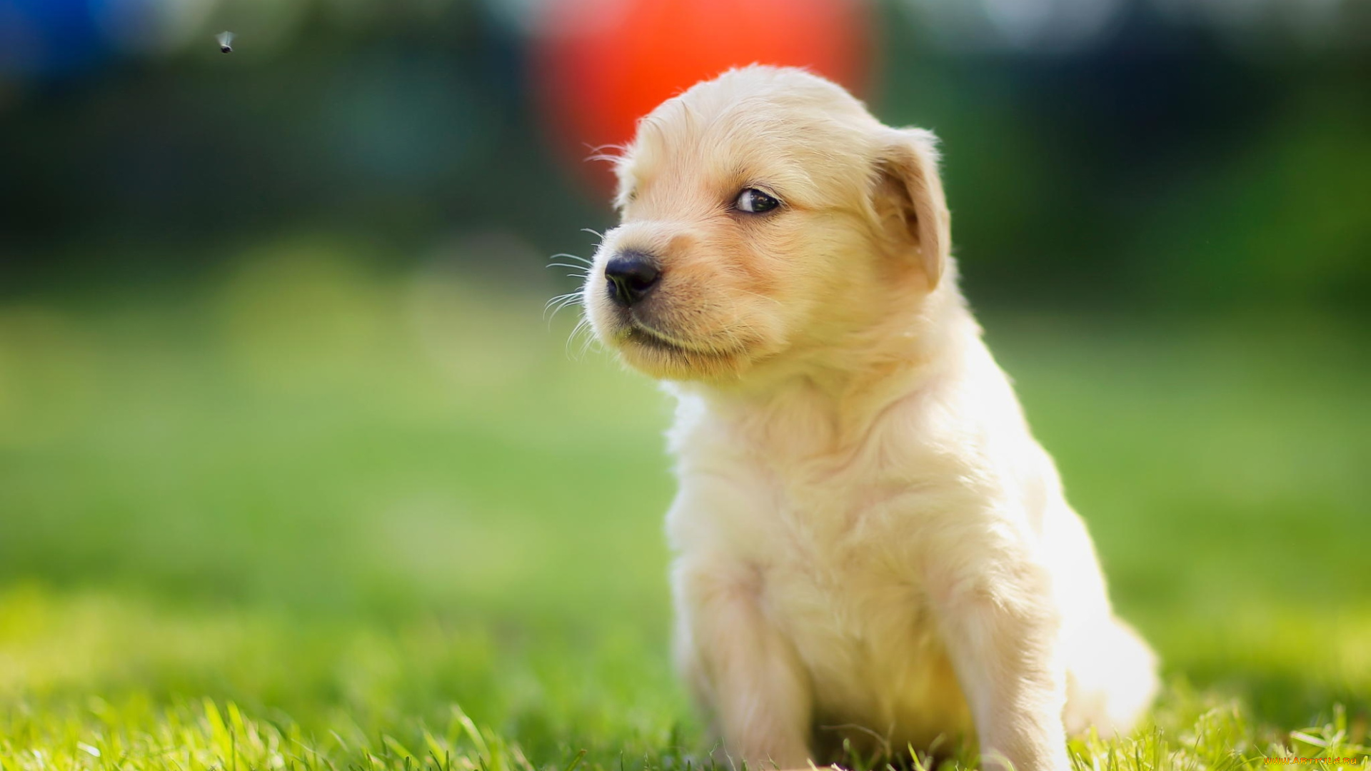 животные, собаки, муха, golden, retriever, мордашка, взгляд, щенок