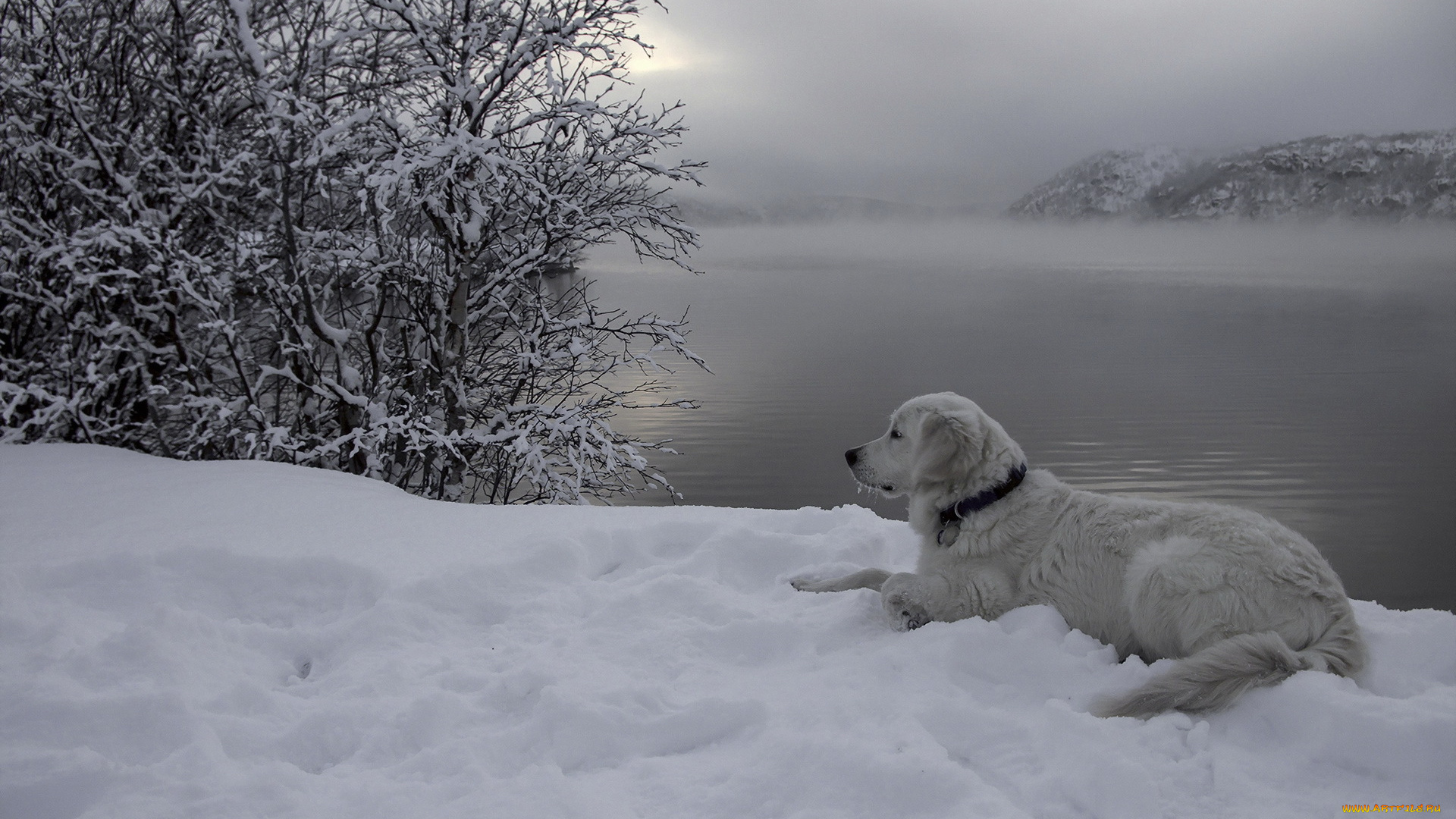 животные, собаки, река, снег