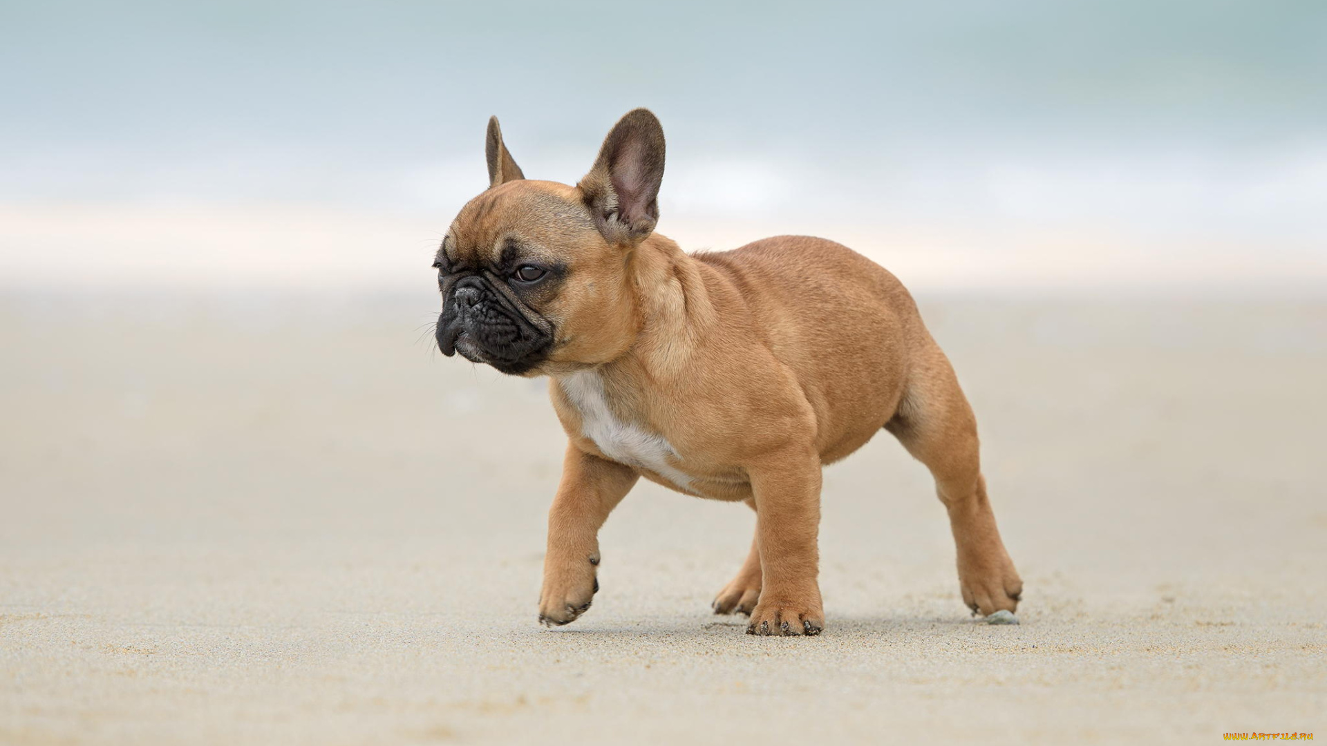 животные, собаки, щенок