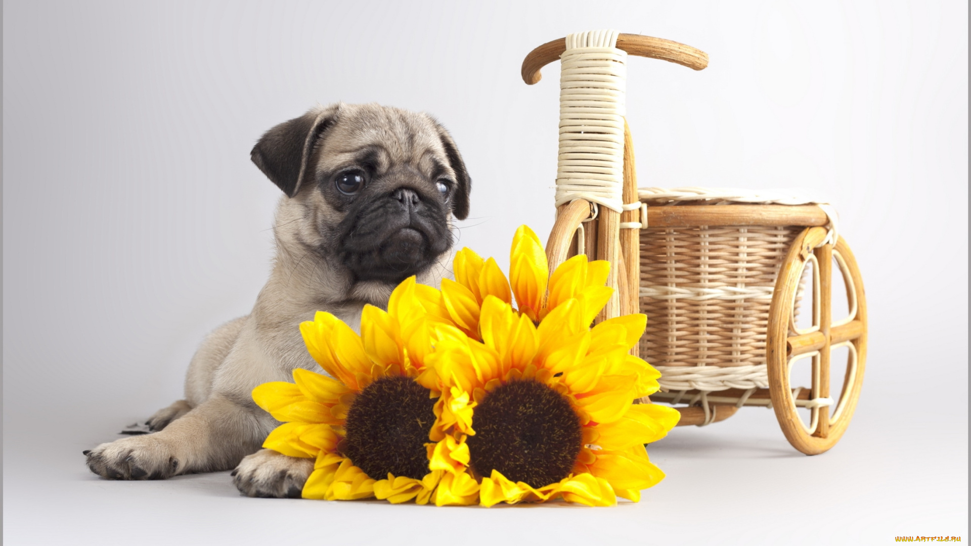 животные, собаки, собака, цветы, фон