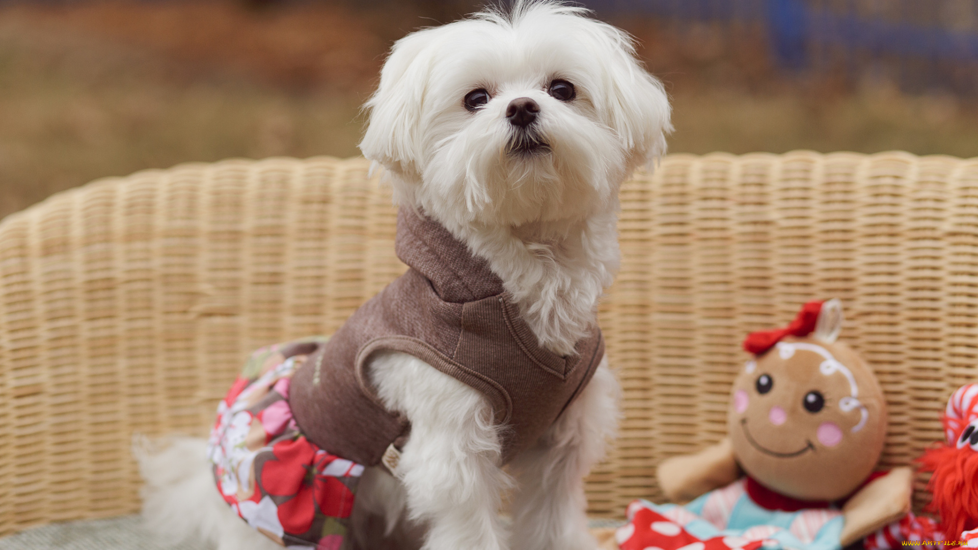 животные, собаки, взгляд, кукла, костюм, собачка