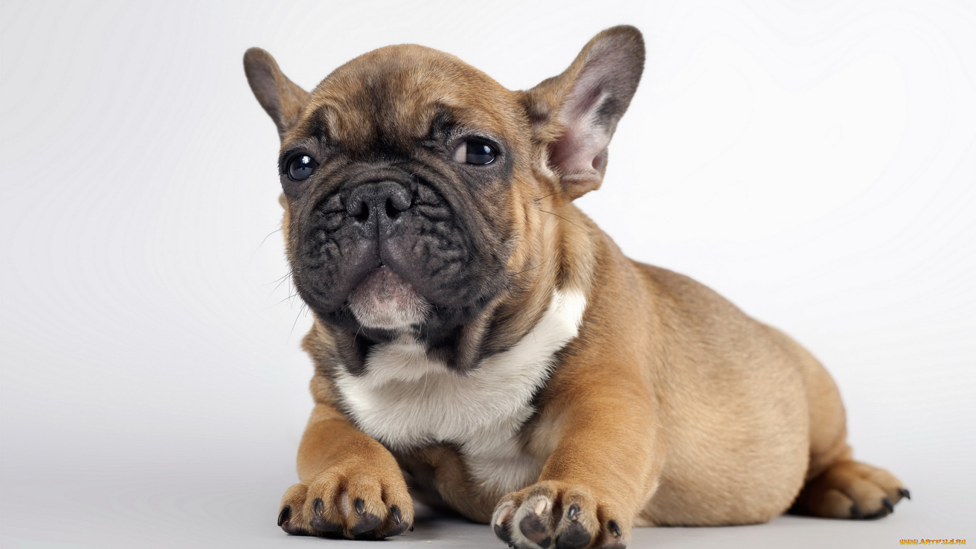 животные, собаки, взгляд, щенок