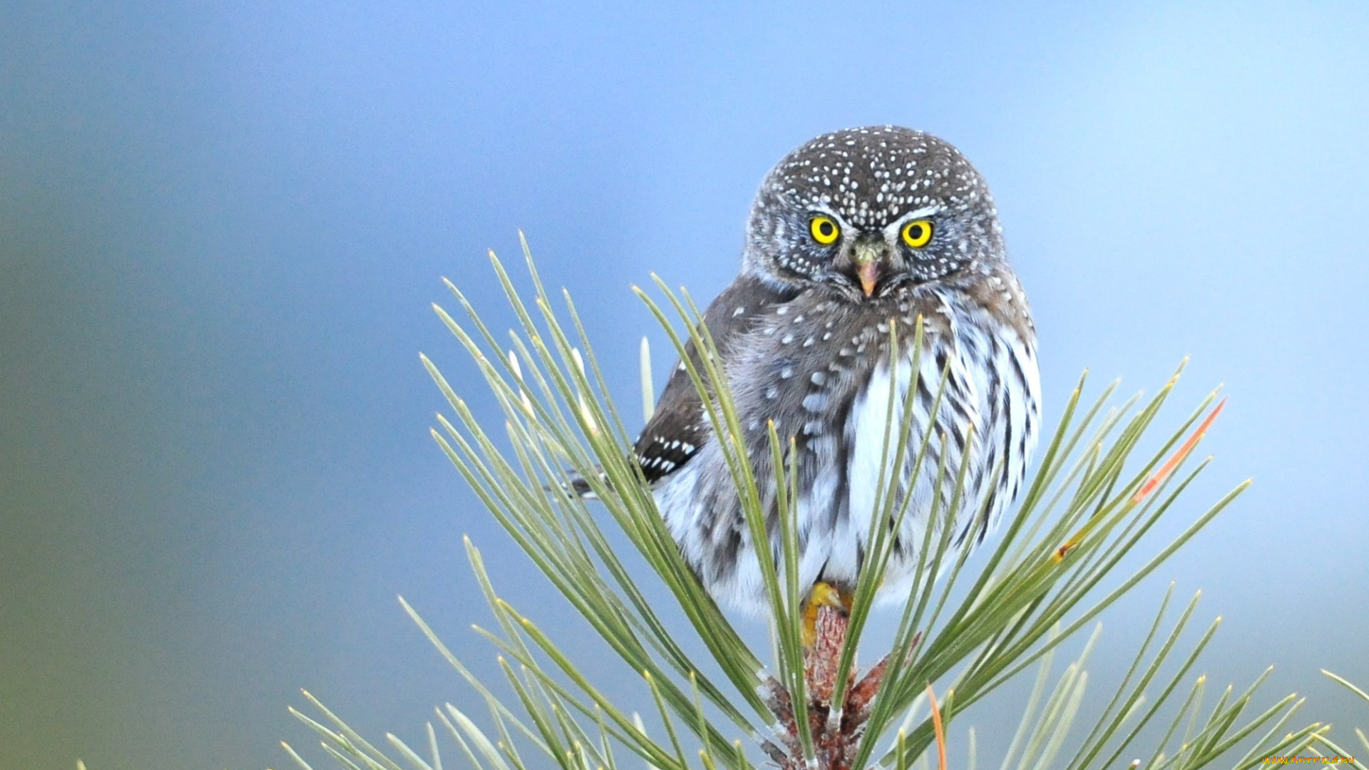 животные, совы, филин, сосна, птица