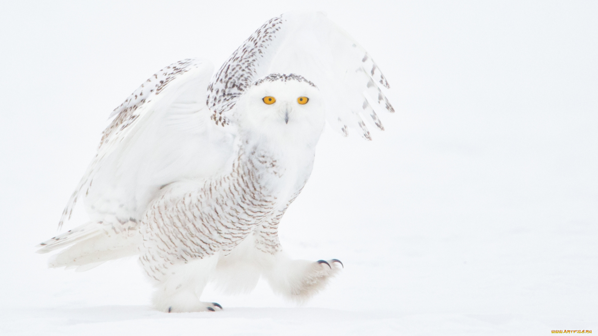 животные, совы, сова, снег, зима