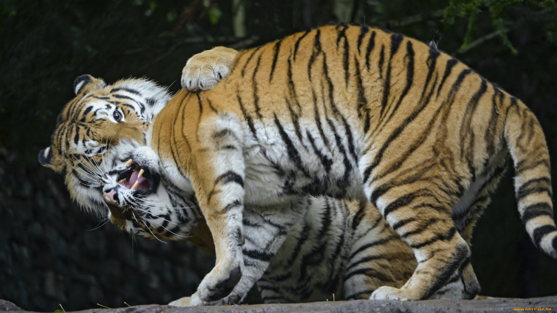 животные, тигры, игра