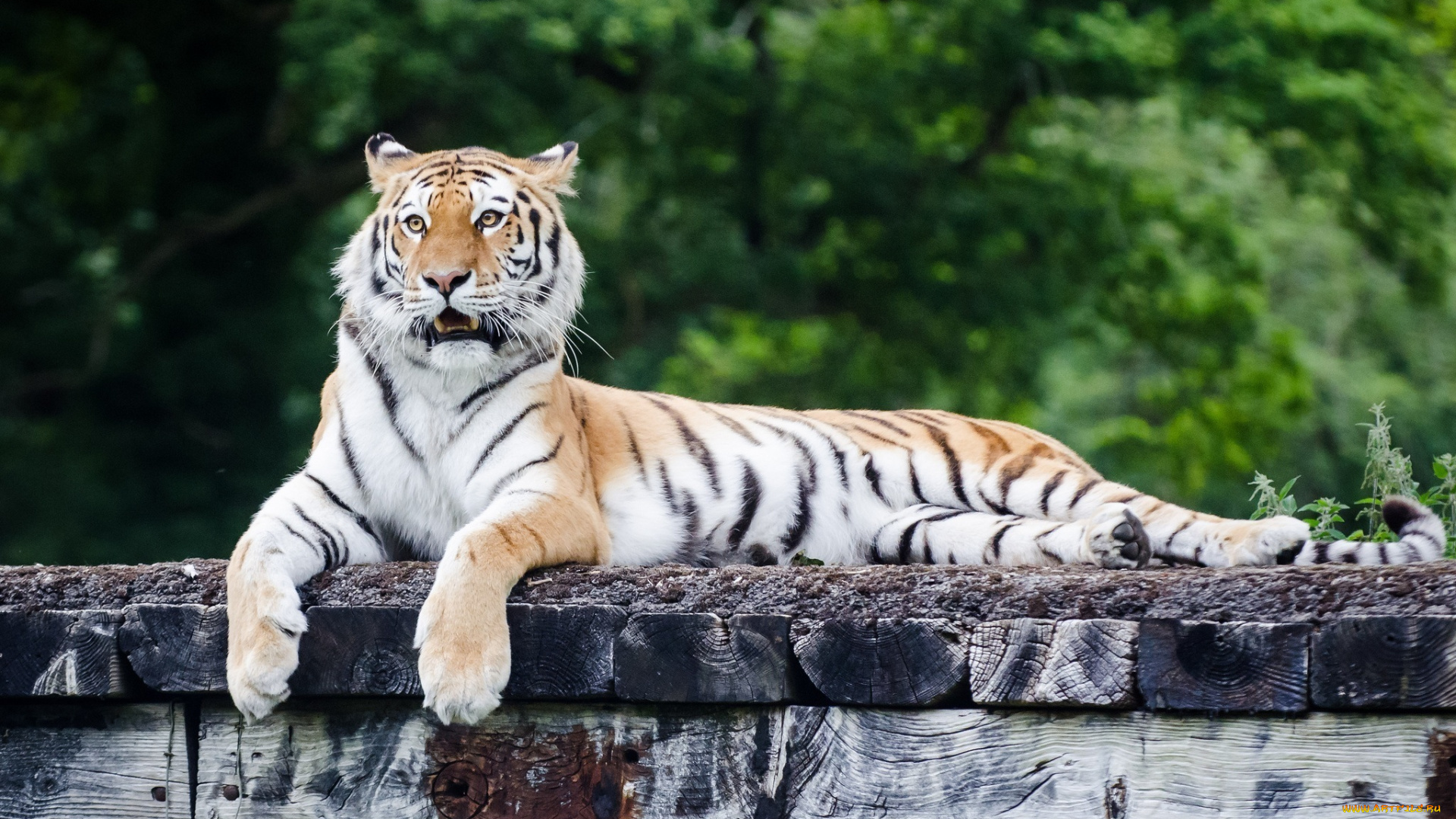 животные, тигры, отдых, лежит, настил, кошка