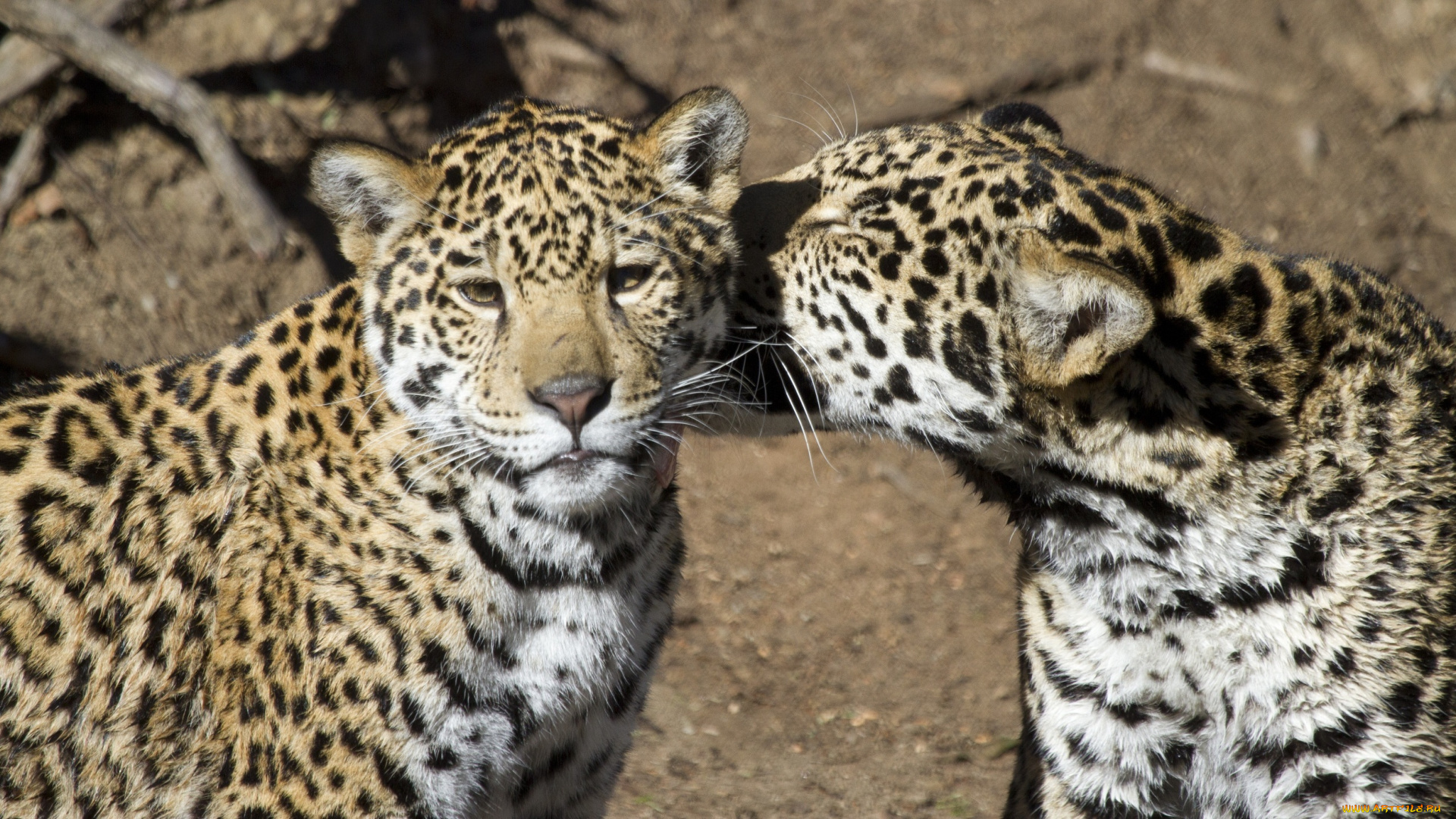 животные, Ягуары, кошки, пара, морда, язык, ласка, любовь