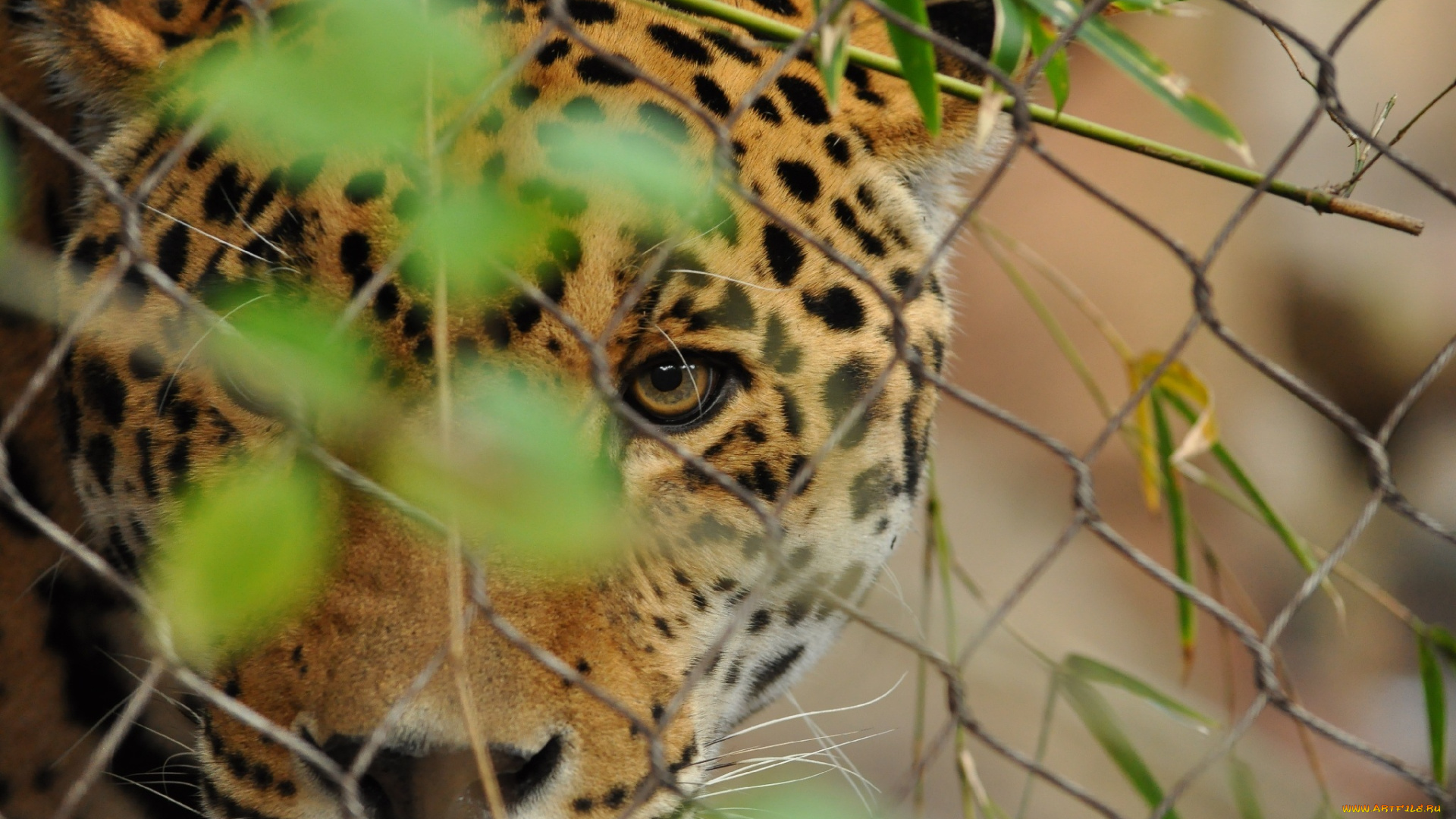 животные, Ягуары, наблюдение, маскировка, кошка, морда, глаза, листья