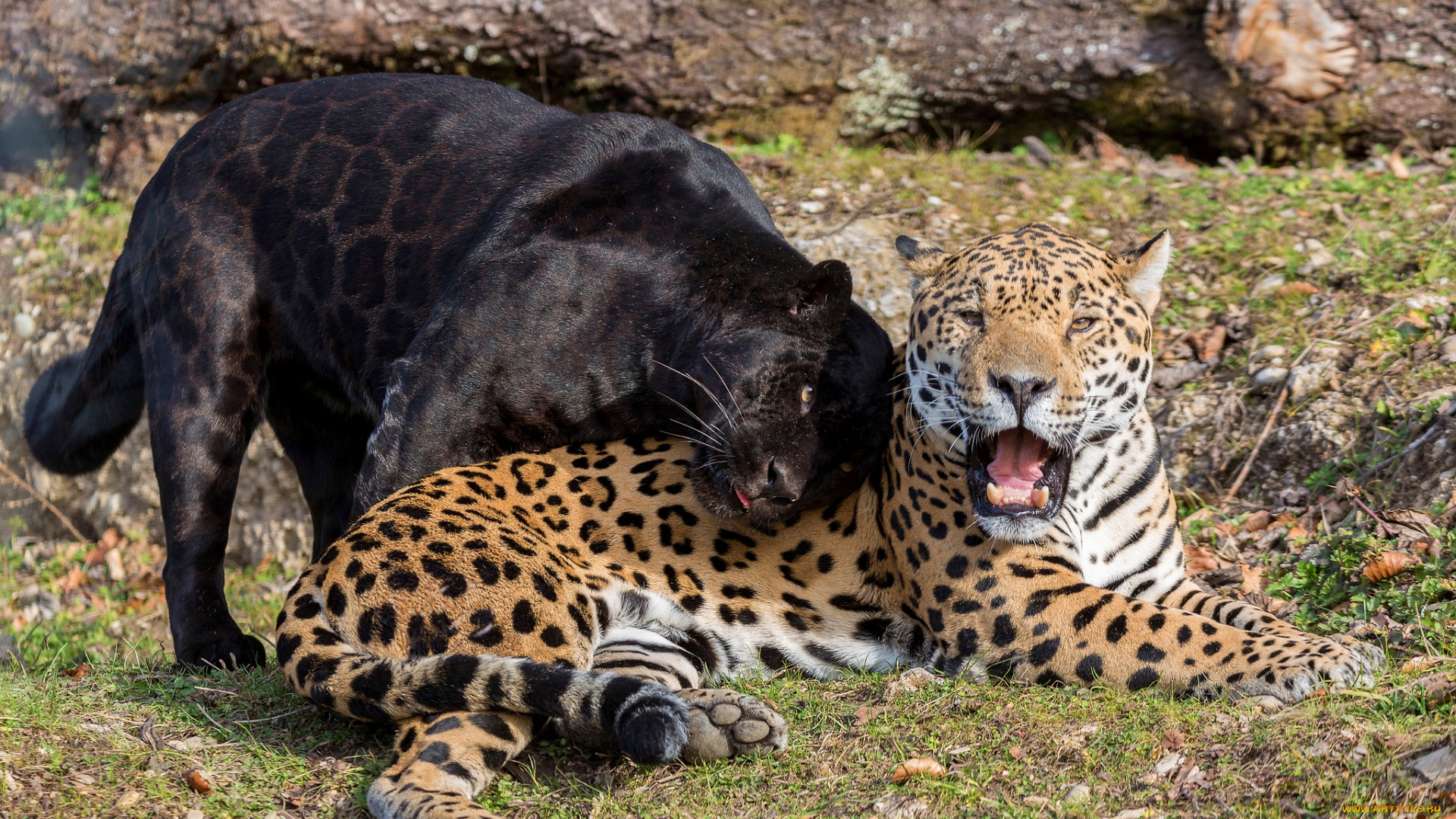 животные, Ягуары, пара