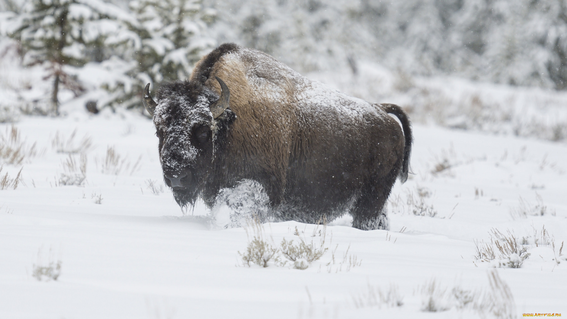 животные, зубры, , бизоны, снег, бизон