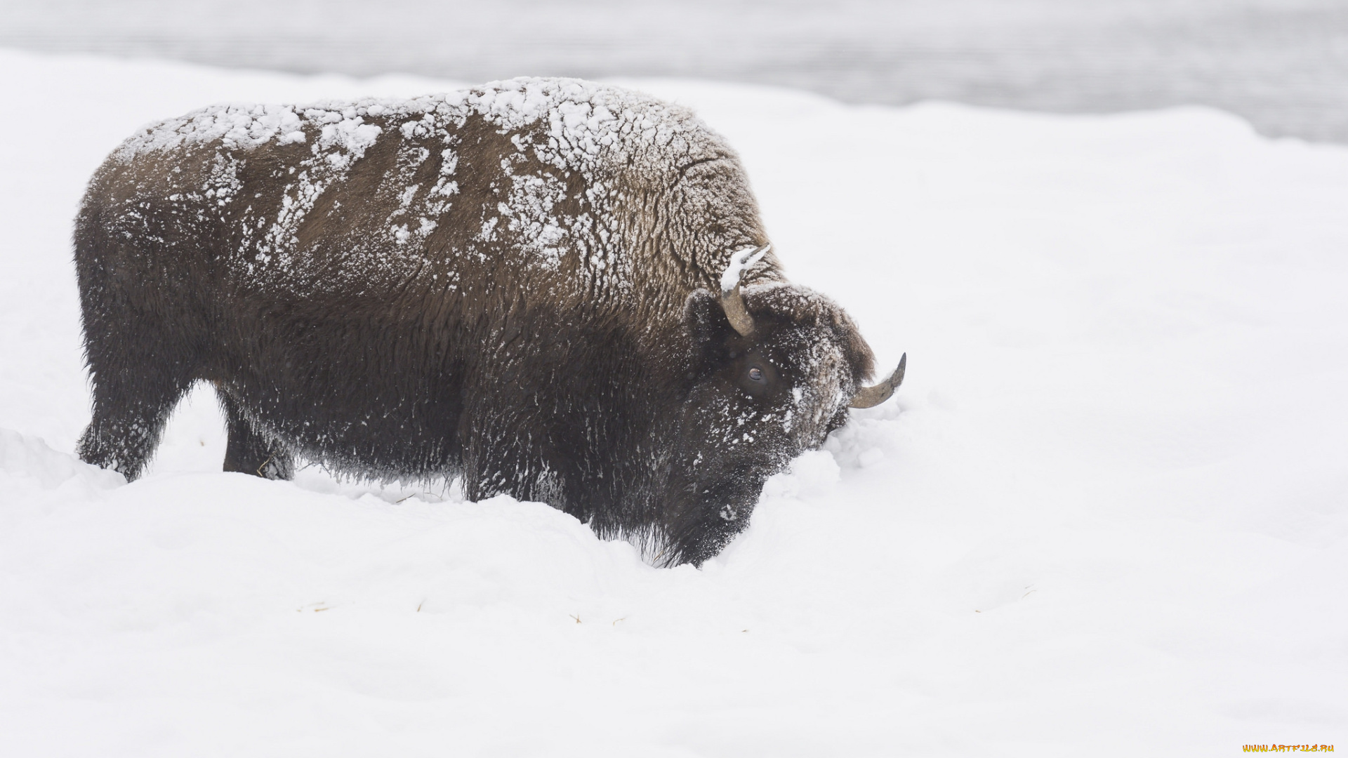 животные, зубры, , бизоны, снег, бизон