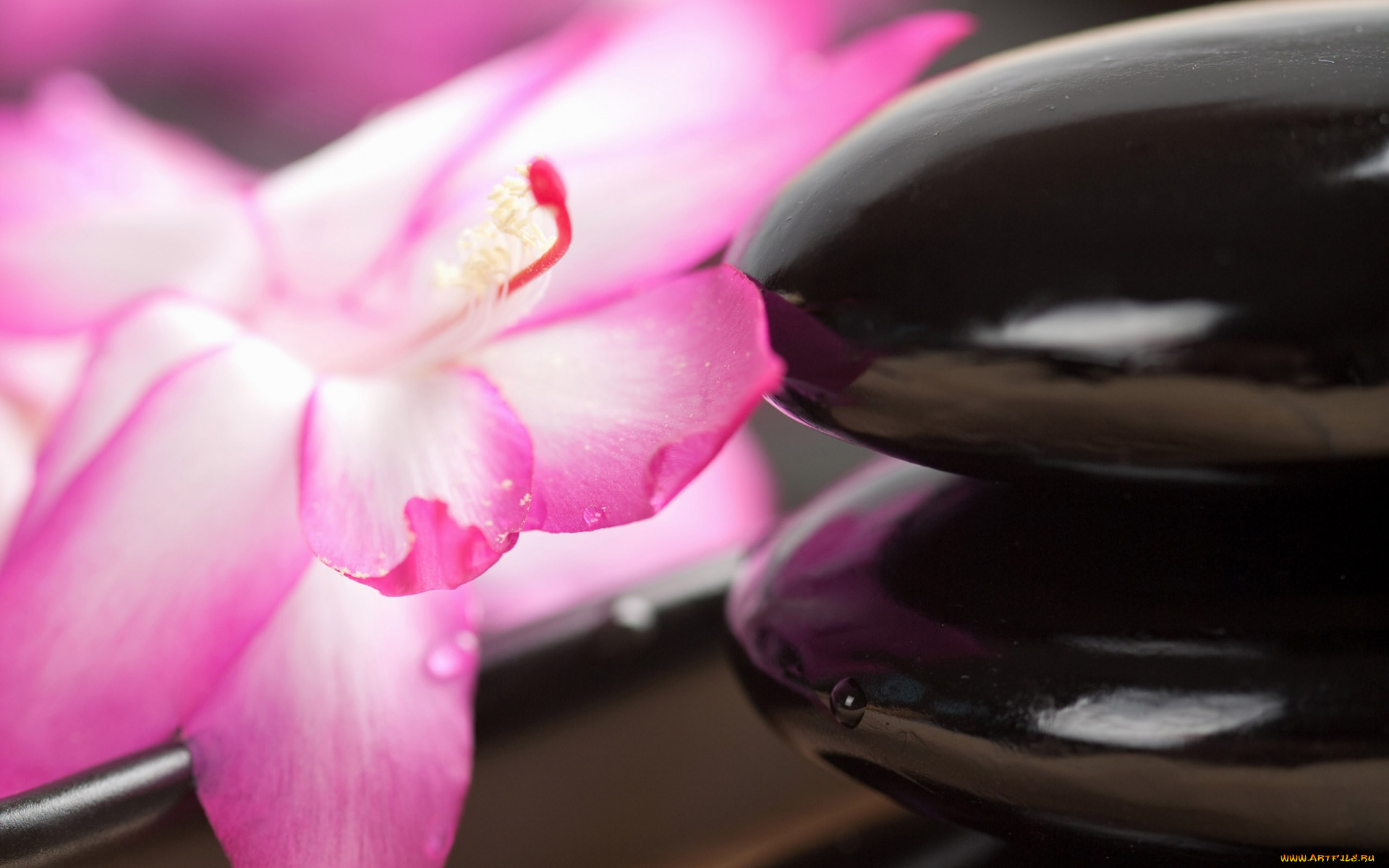 разное, ракушки, , кораллы, , декоративные, и, spa-камни, цветок, камни