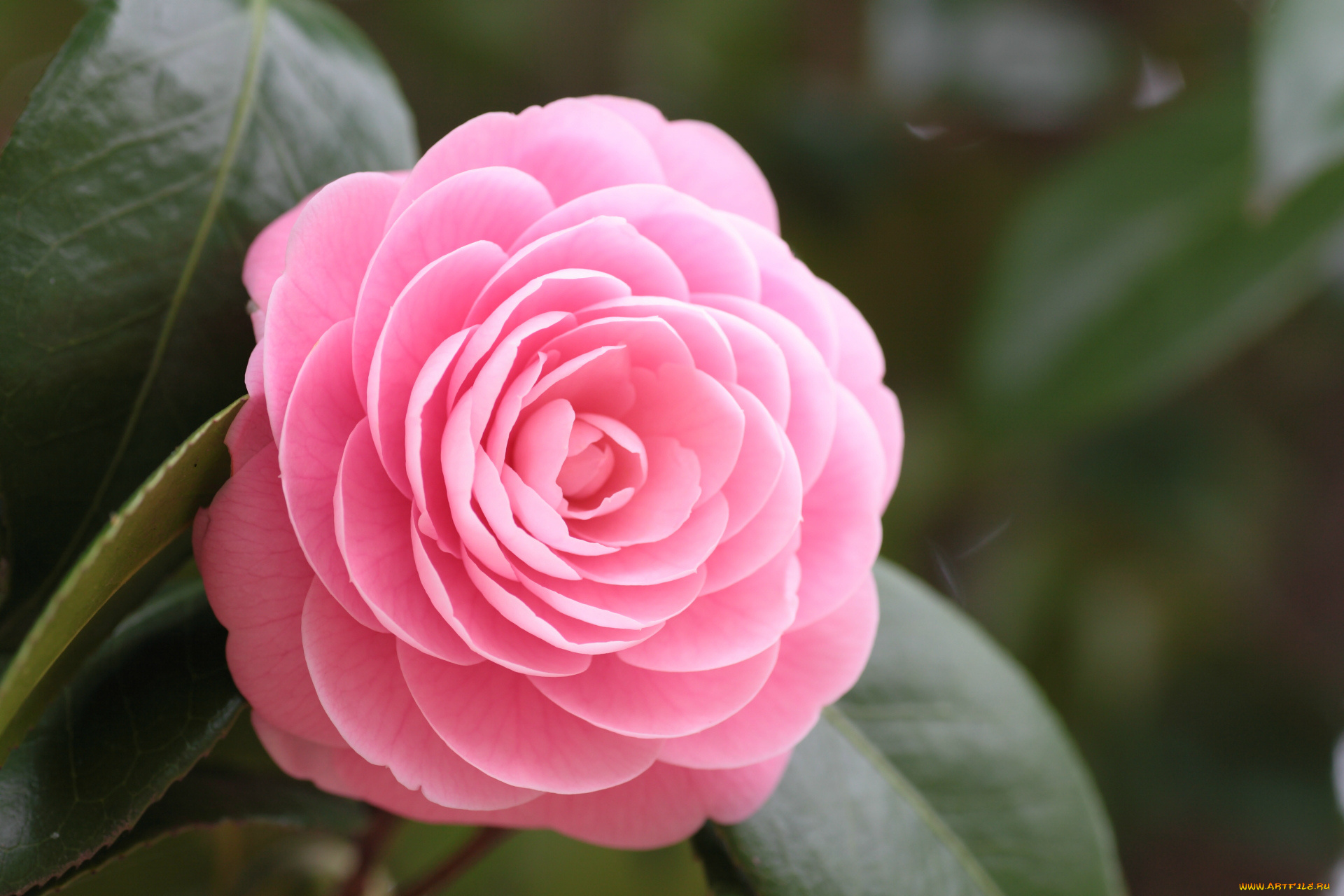 цветы, камелии, цветок, листья, камелия, лепестки, розовый