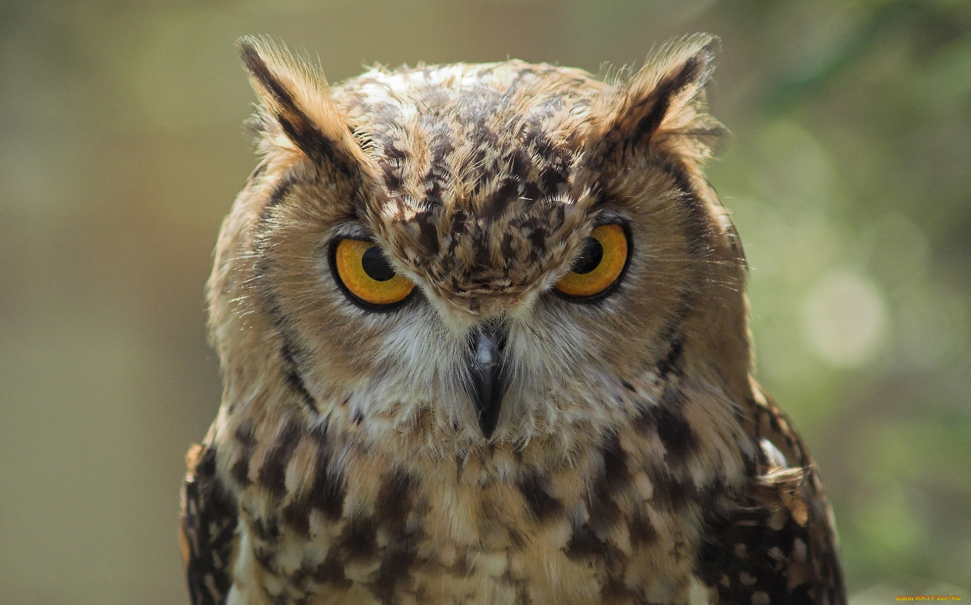 животные, совы, взгляд, глаза, сова, птица, перья