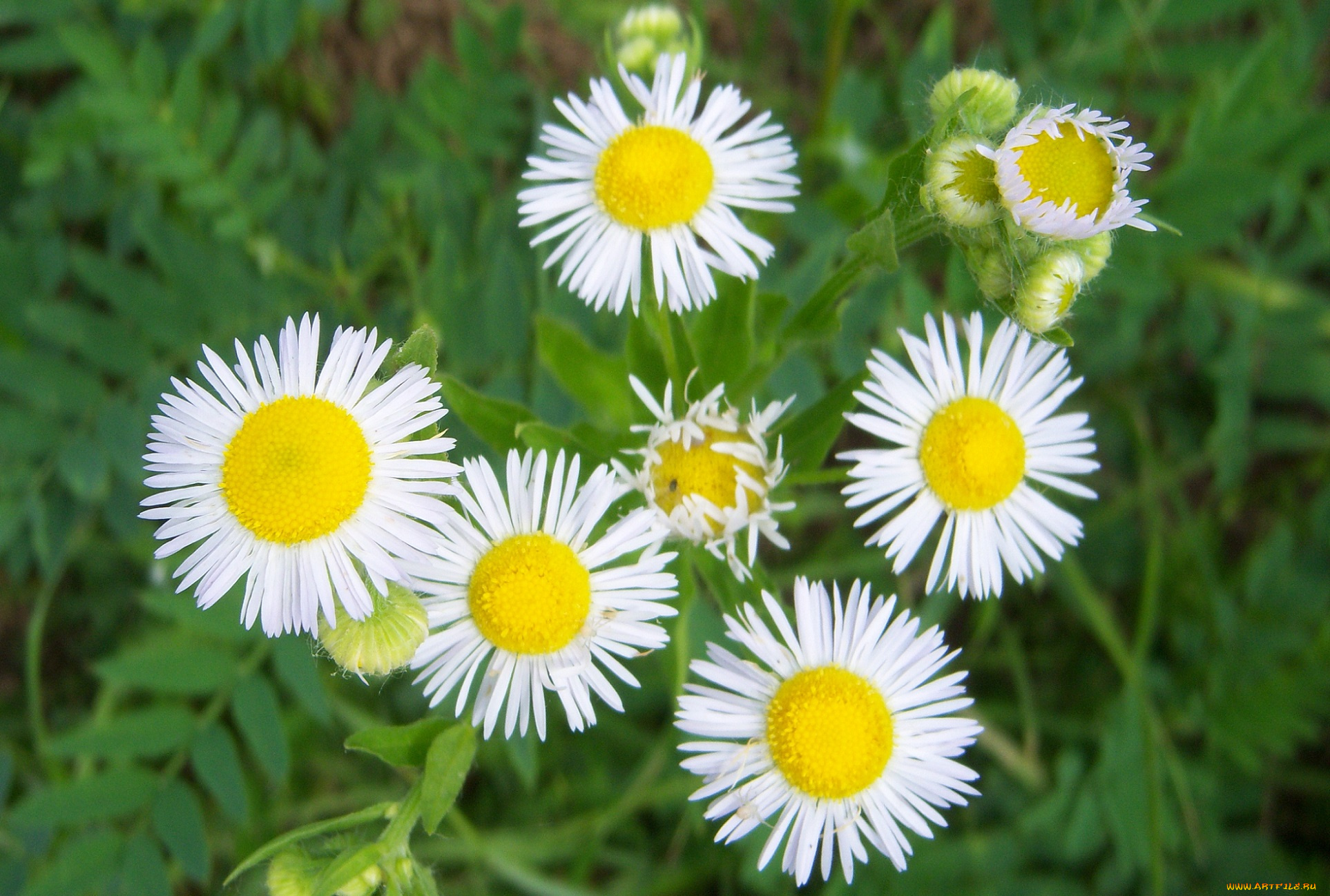 цветы, астры, белые, луговые, лепестки-иголки