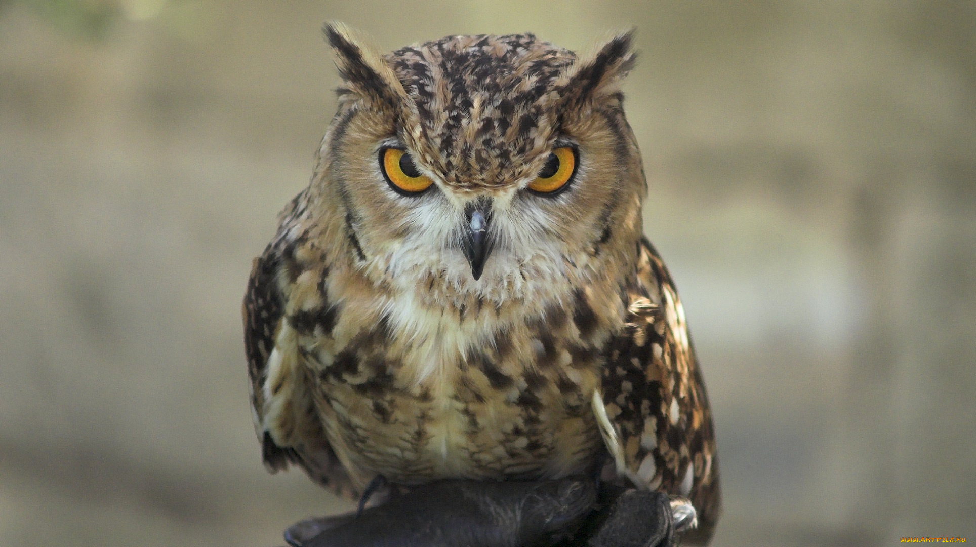 животные, совы, сова, птица, клюв, взгляд, перья