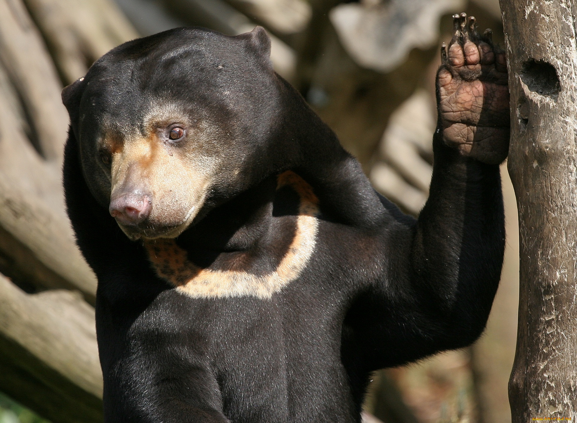 животные, медведи, дапа, медведь, морда, зверь