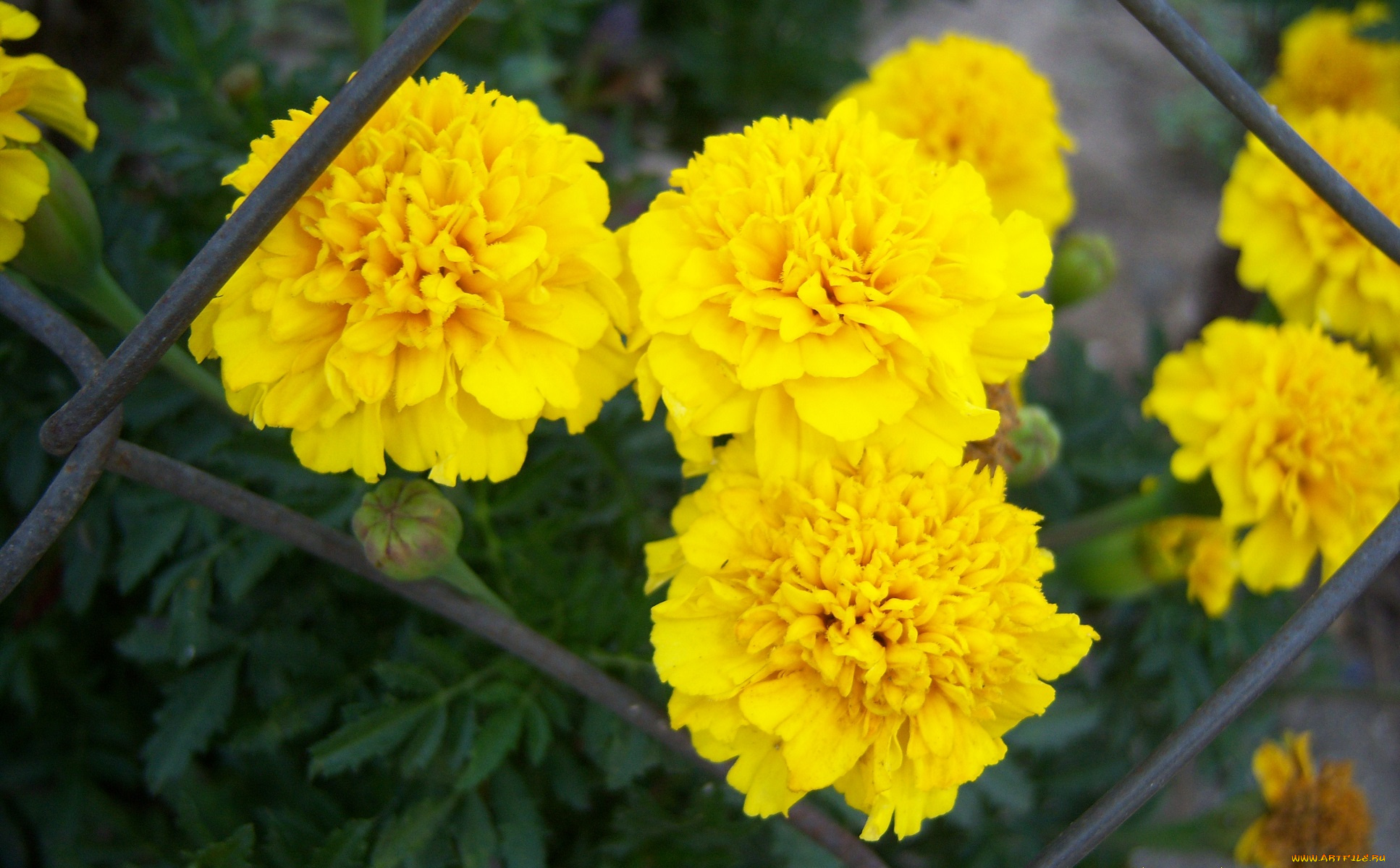 цветы, бархатцы, сетка, жёлтые
