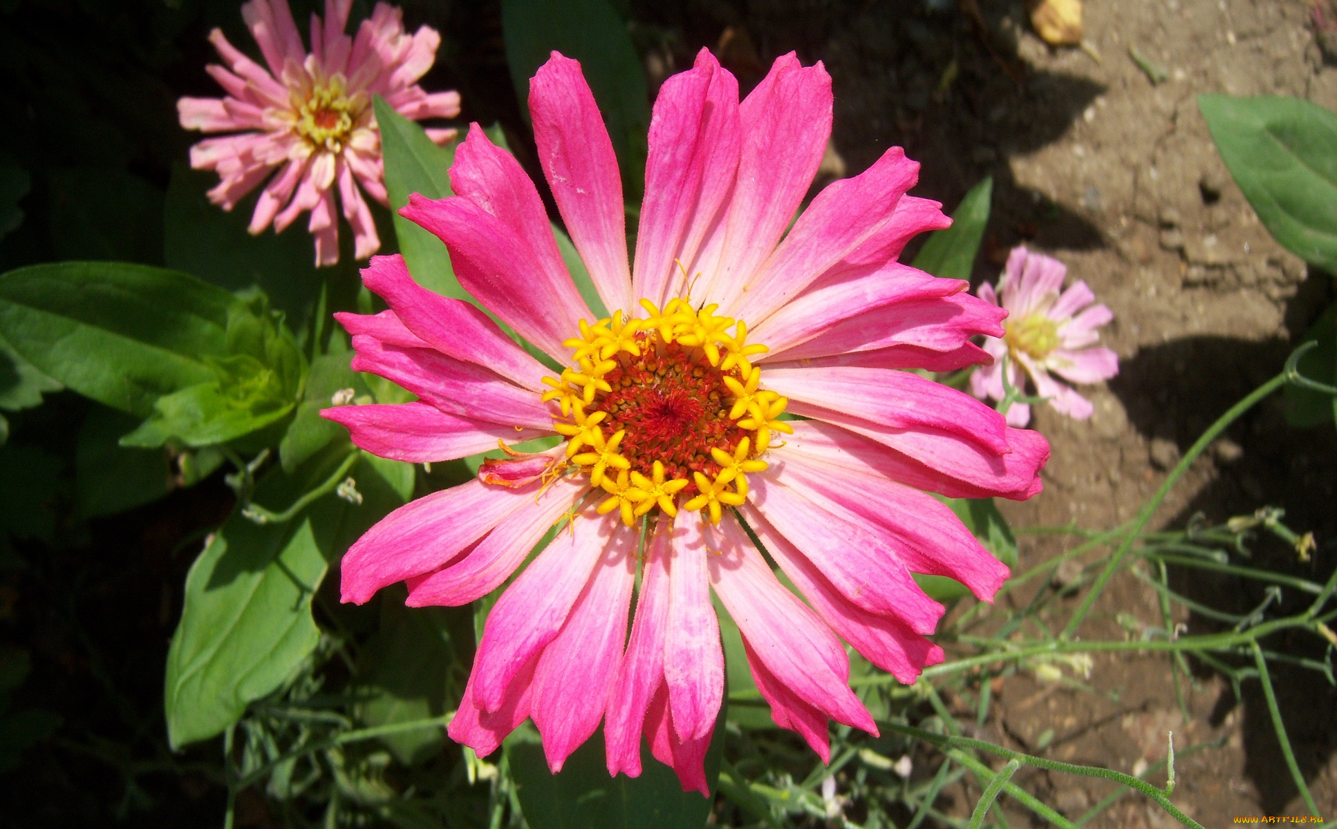 цветы, цинния, розовый, лепестки, цветок