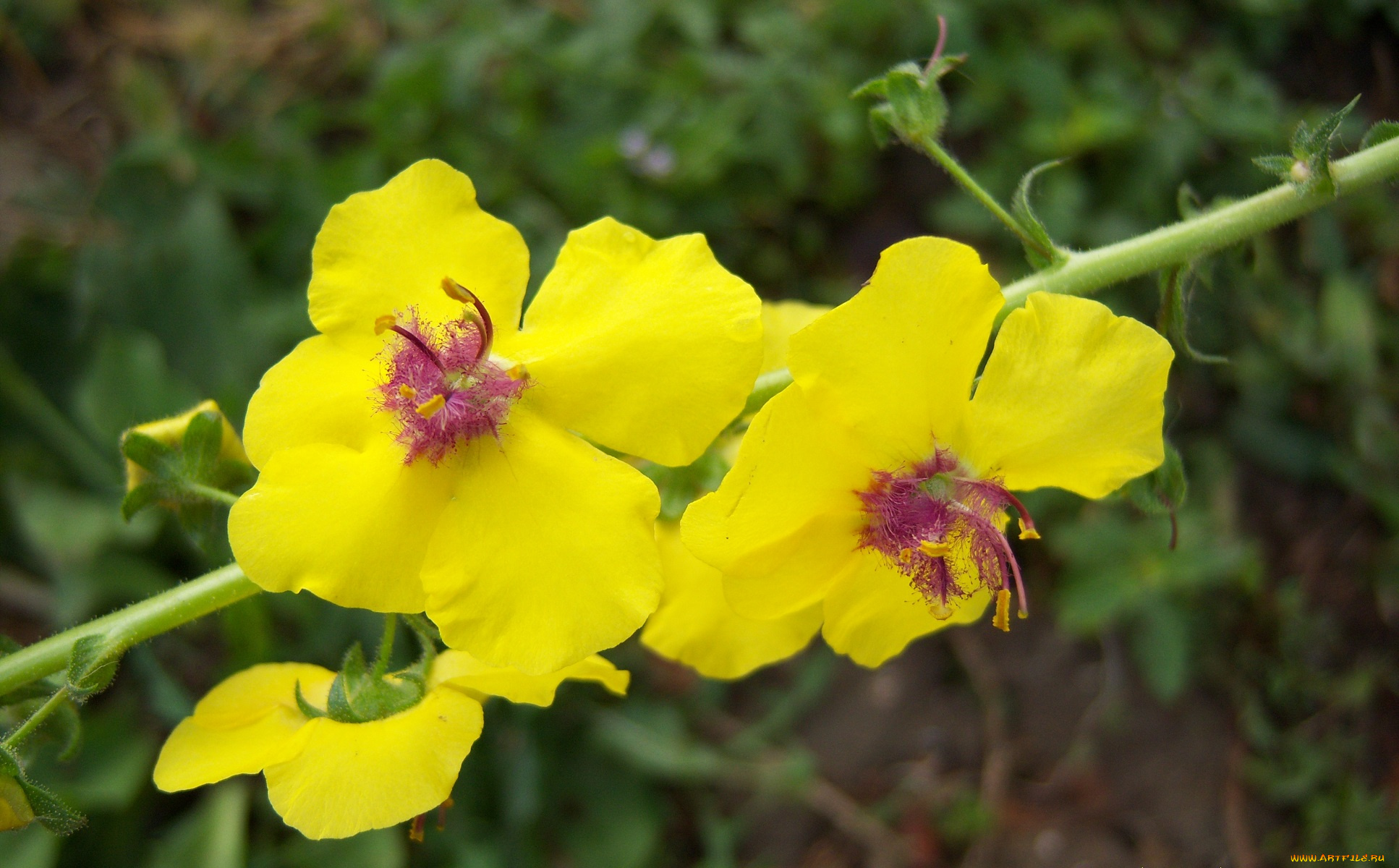 цветы, луговые, , полевые, , цветы, жёлтые, веточка