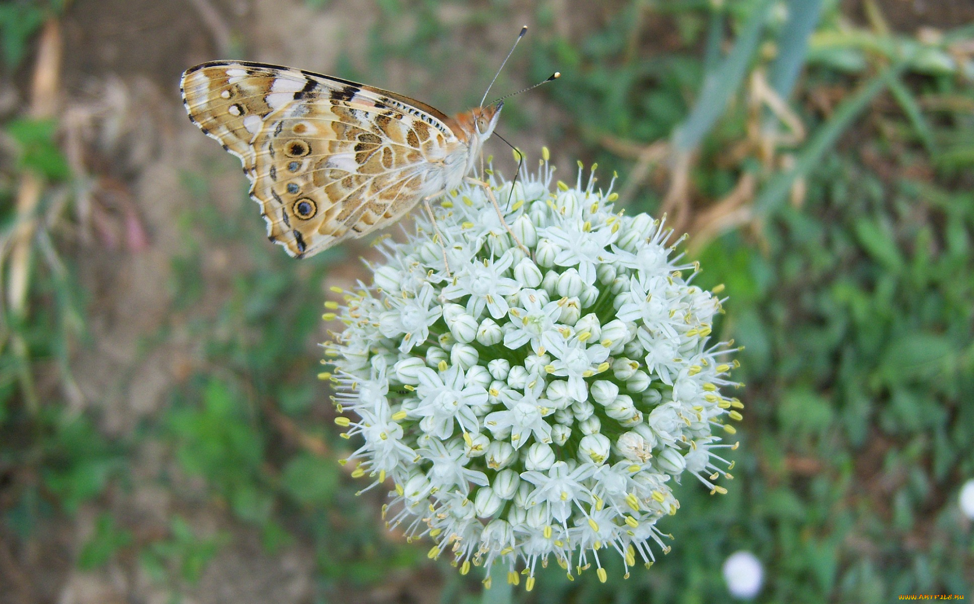 животные, бабочки, бабочка, цветущий, лук