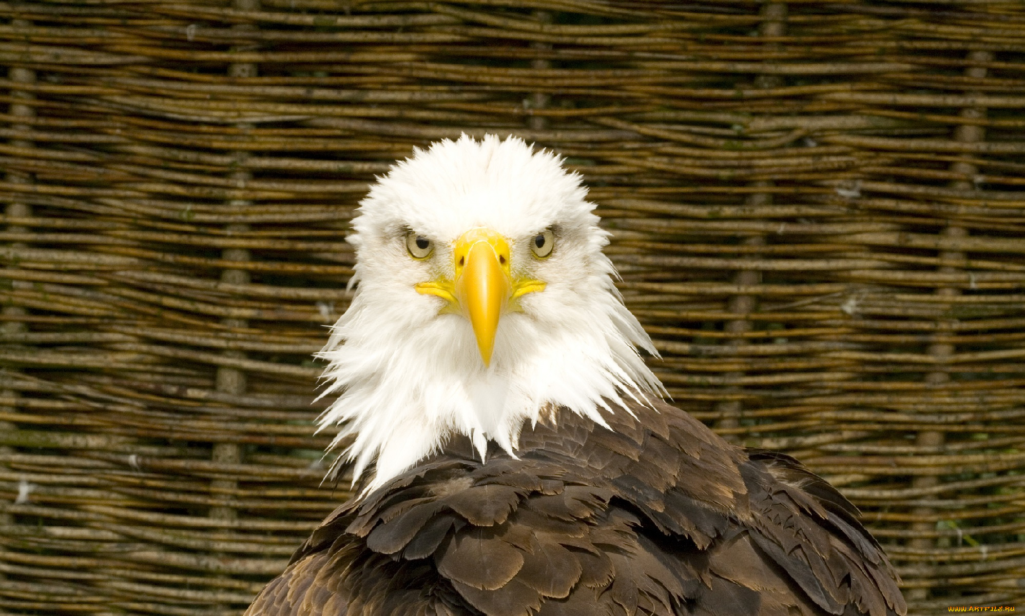 животные, птицы, -, хищники, птица, клюв, орёл, перья, хищник