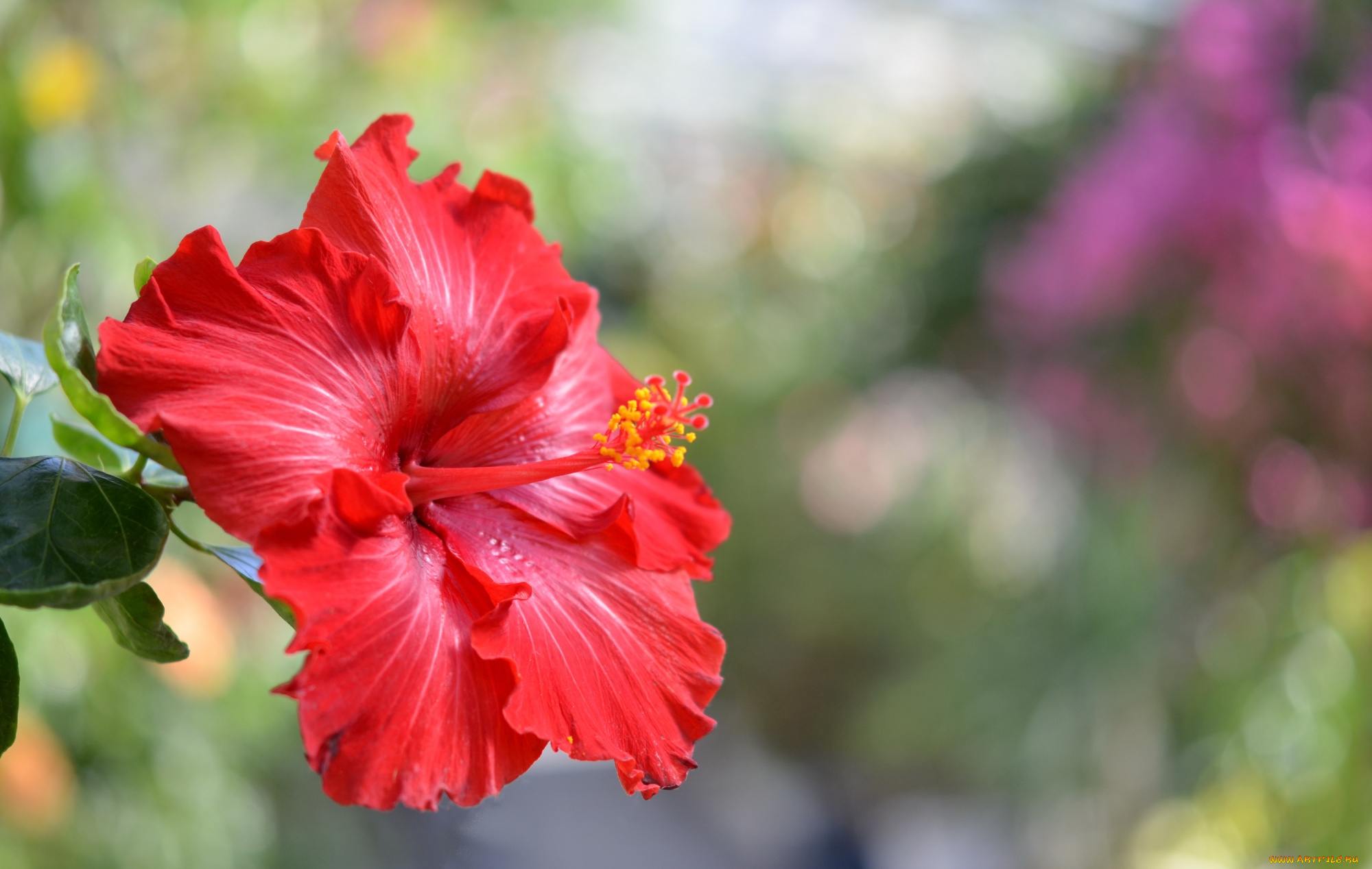 цветы, гибискусы, красный, гибискус