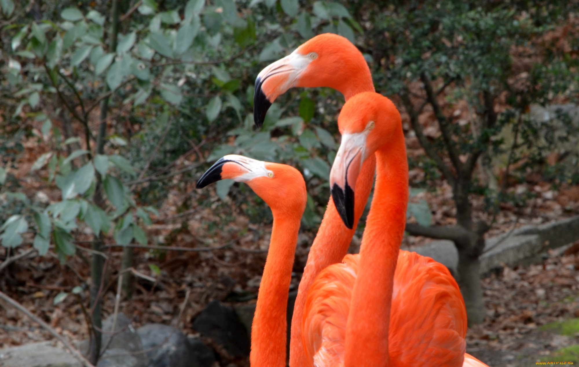 животные, фламинго, три
