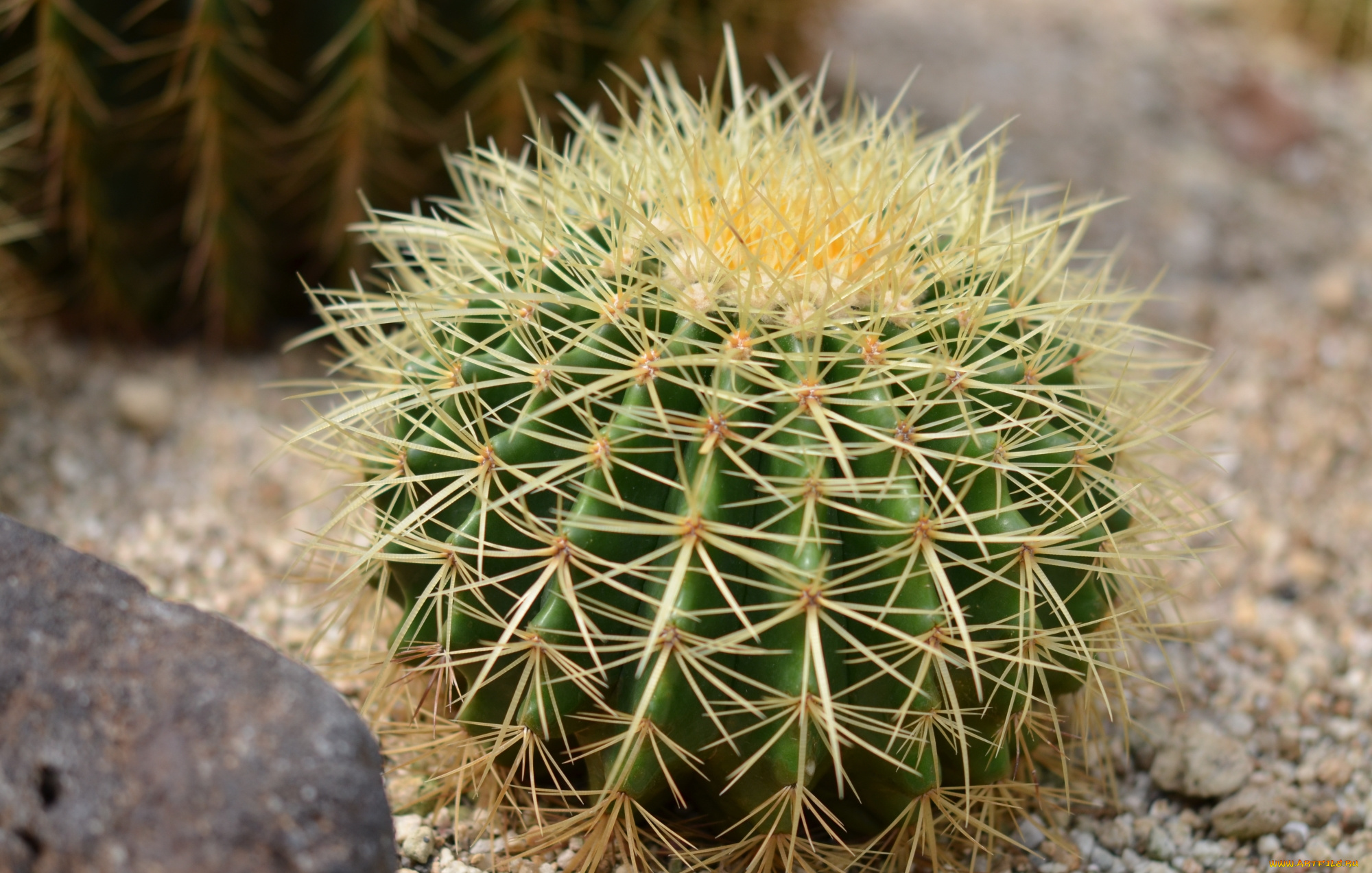 цветы, кактусы, колючки, кактус