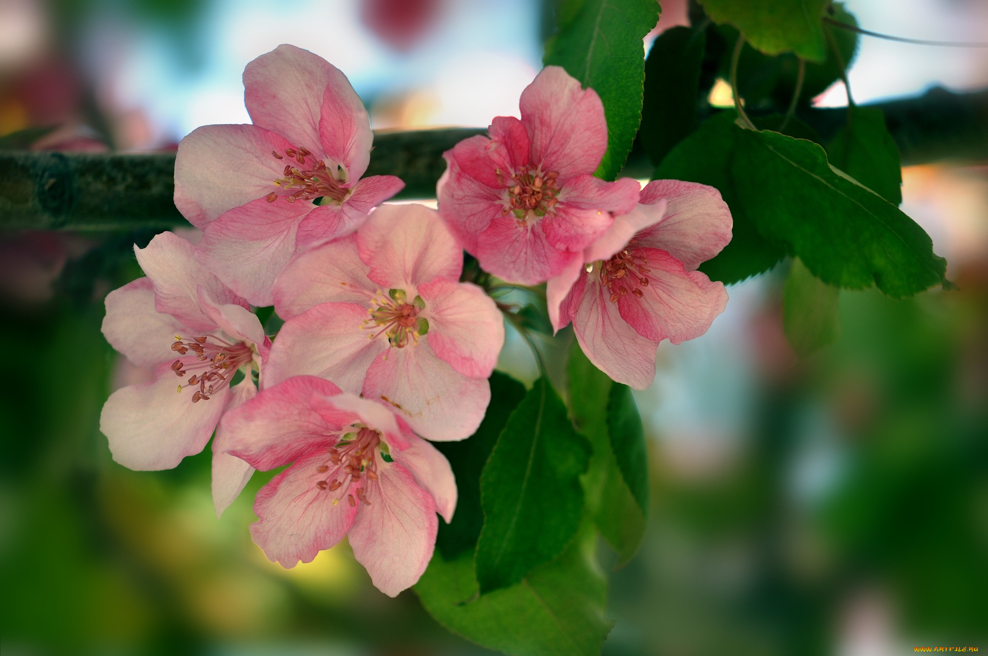 цветы, цветущие, деревья, , , кустарники, листья, ветка, дерево