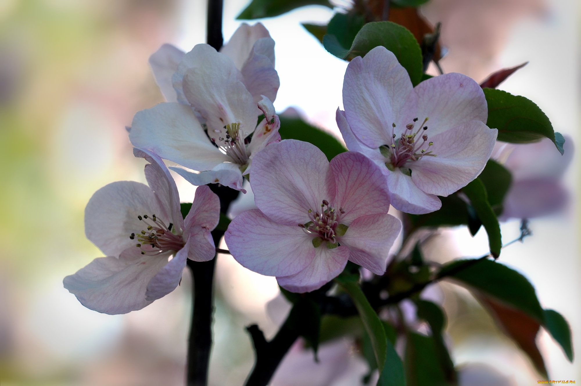 цветы, цветущие, деревья, , , кустарники, ветка