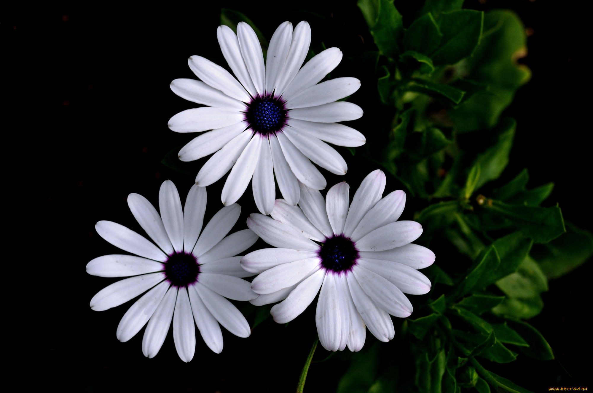 цветы, диморфотеки, цинерария, белая