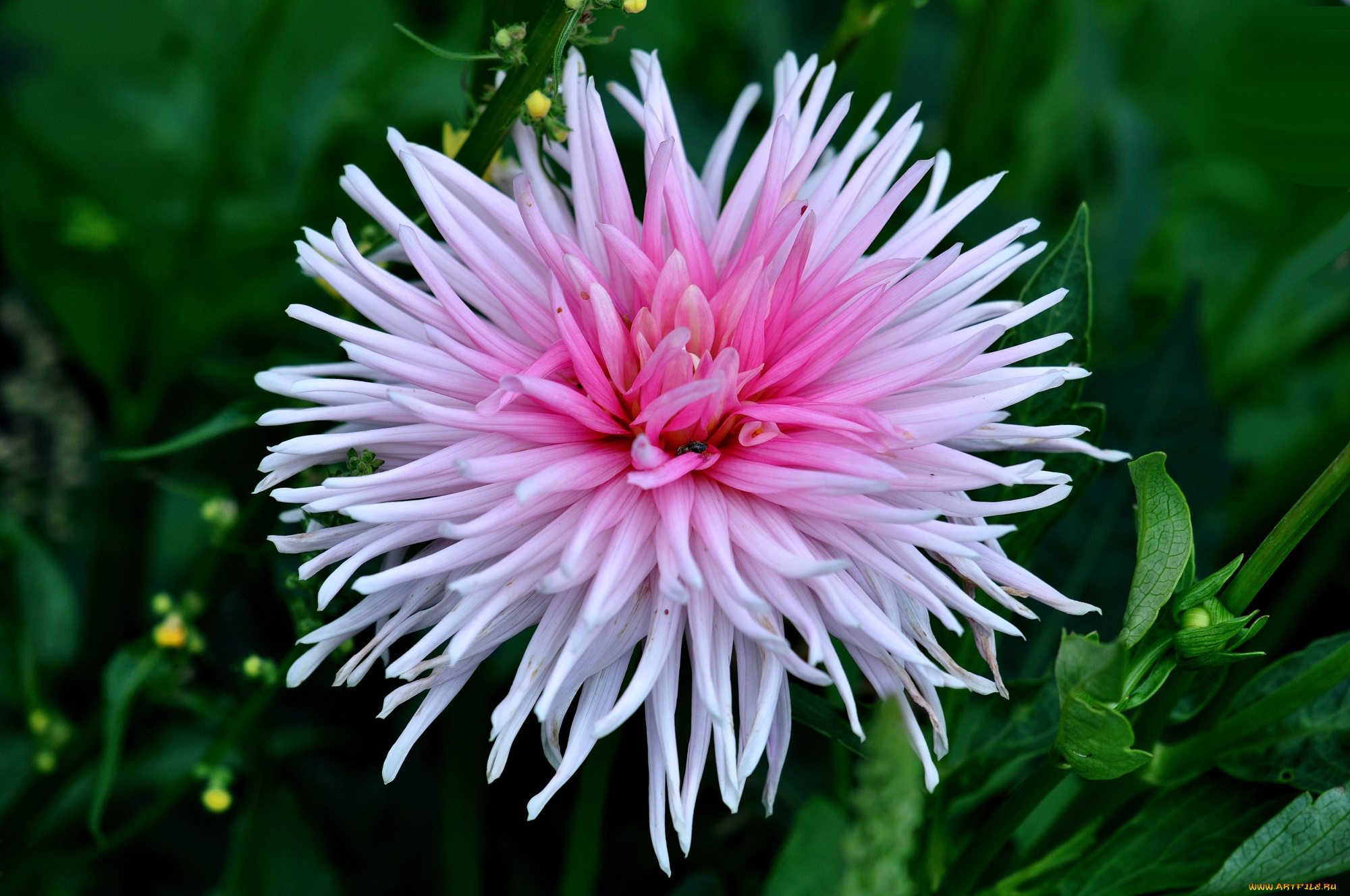 цветы, георгины, светлый, георгин