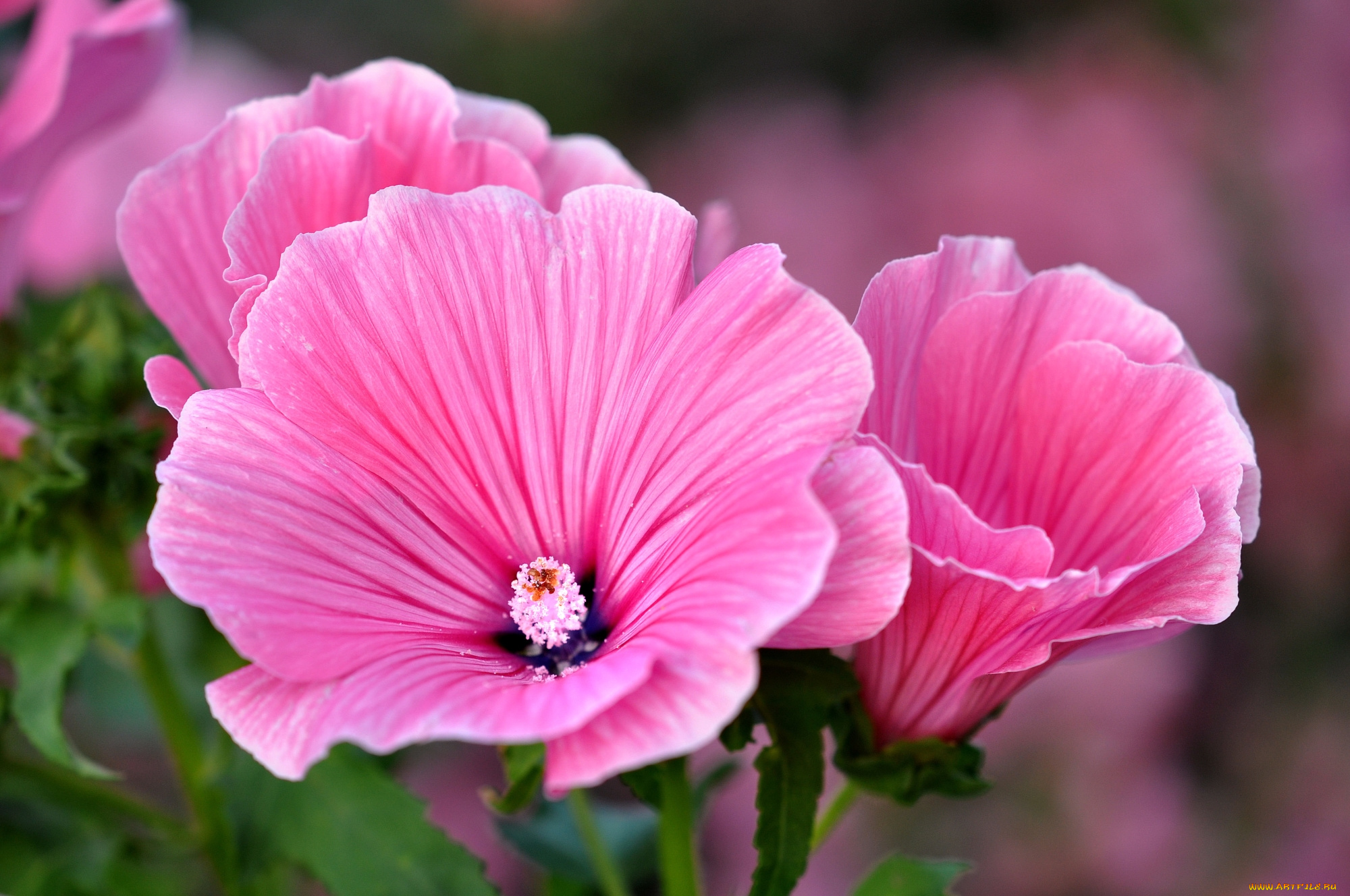 цветы, лаватера, розовая, мальва