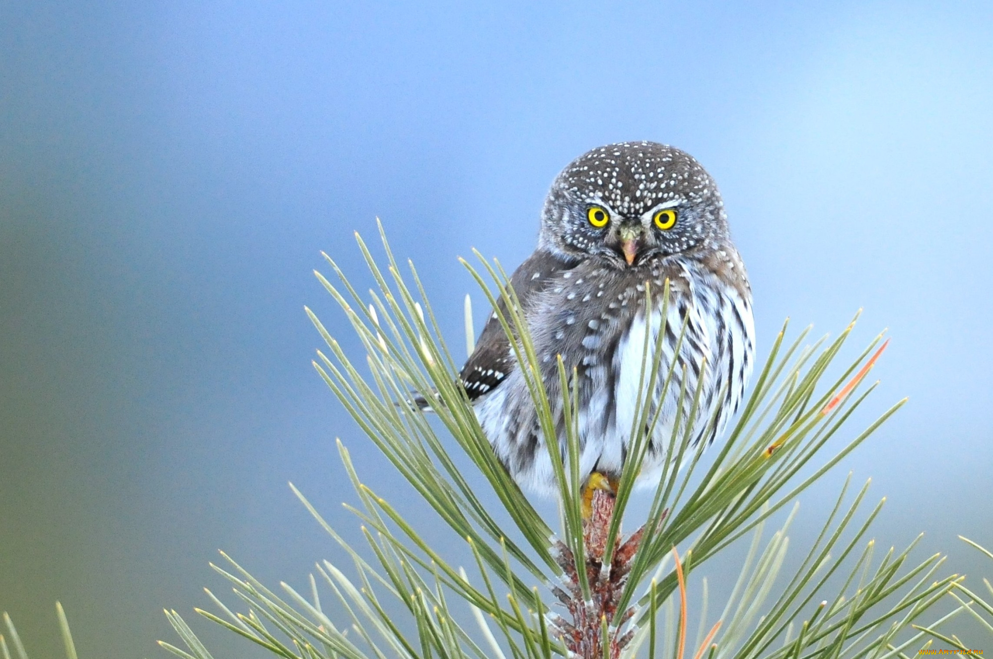животные, совы, филин, сосна, птица