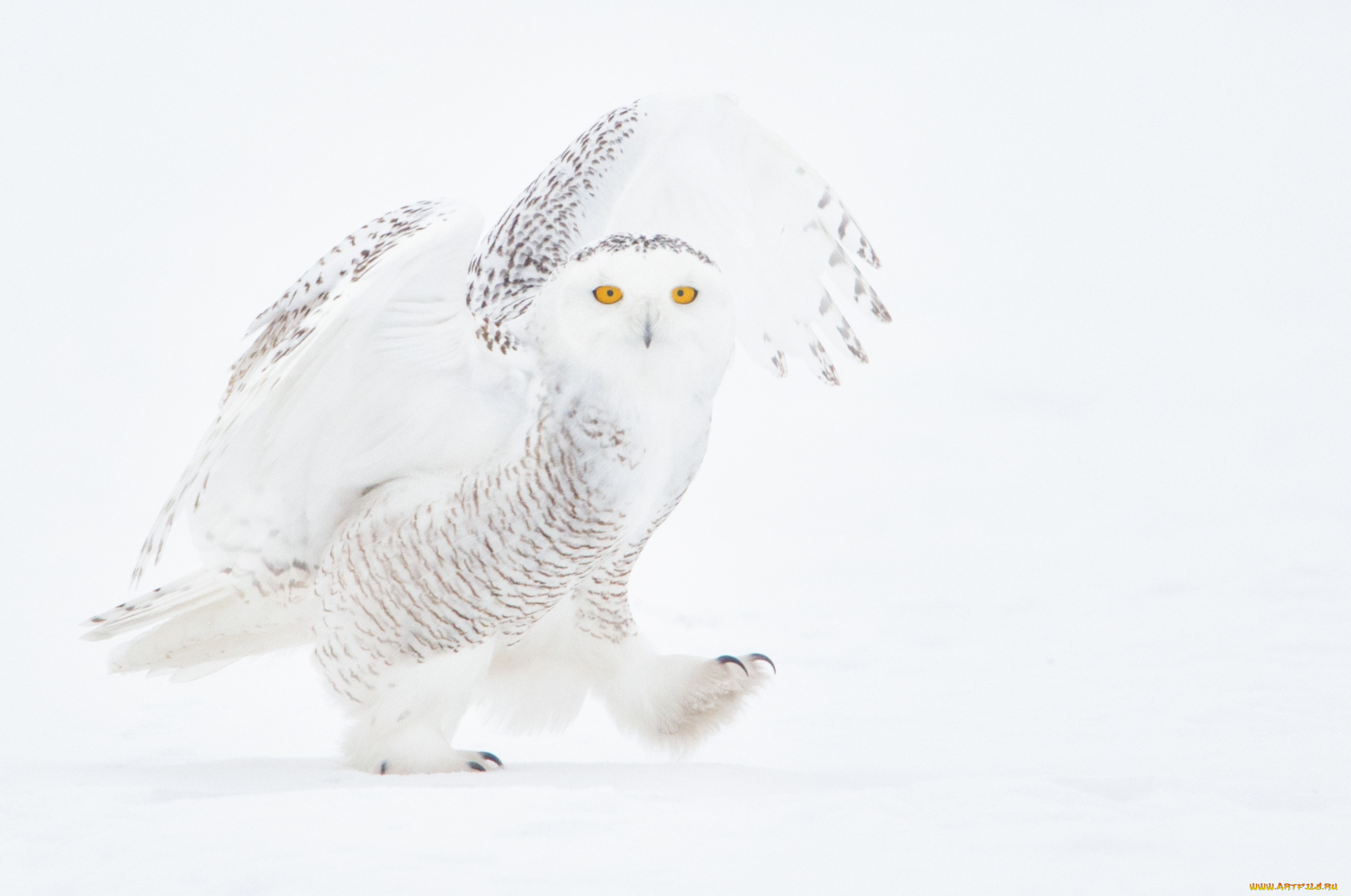животные, совы, сова, снег, зима