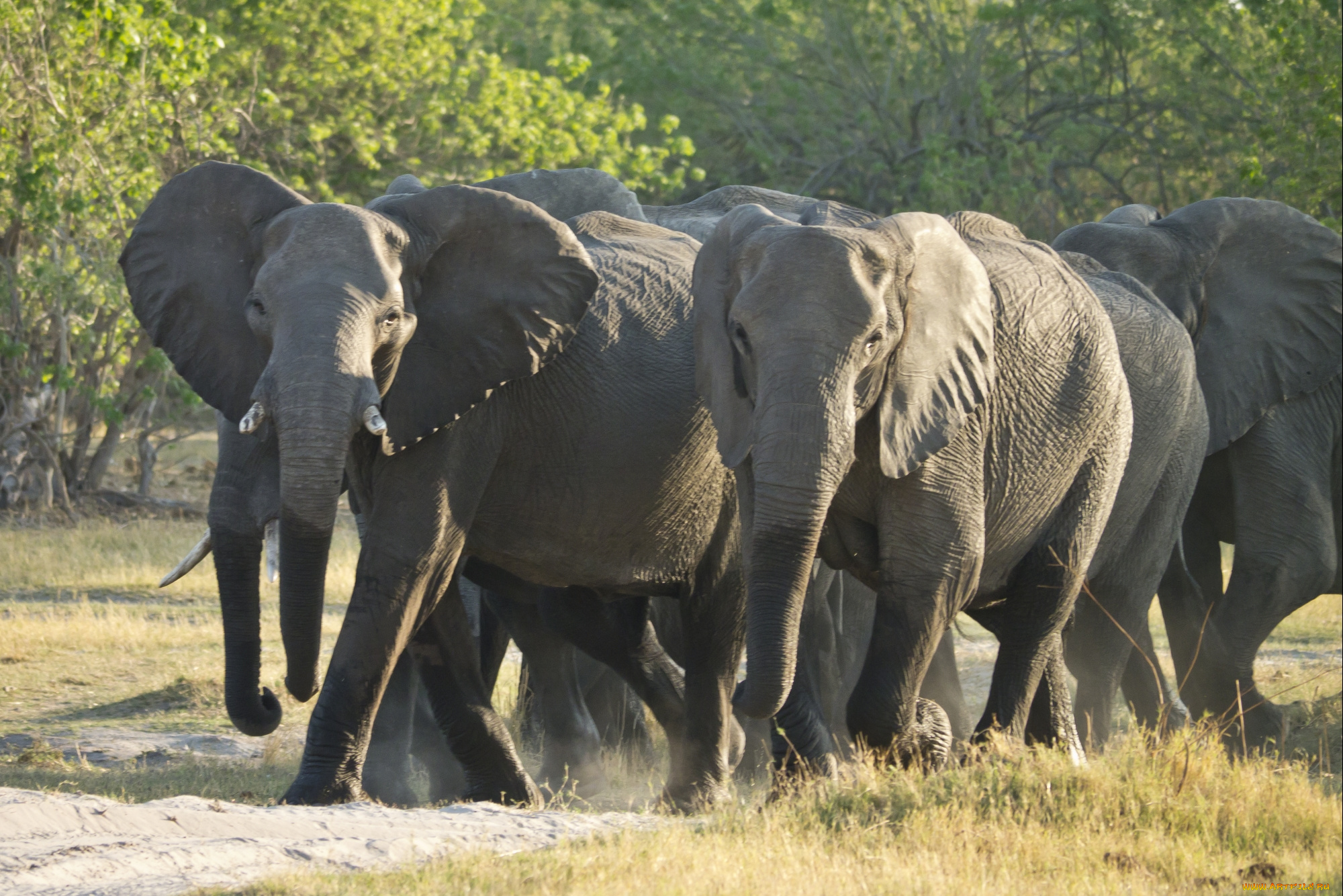 животные, слоны, стадо, трава