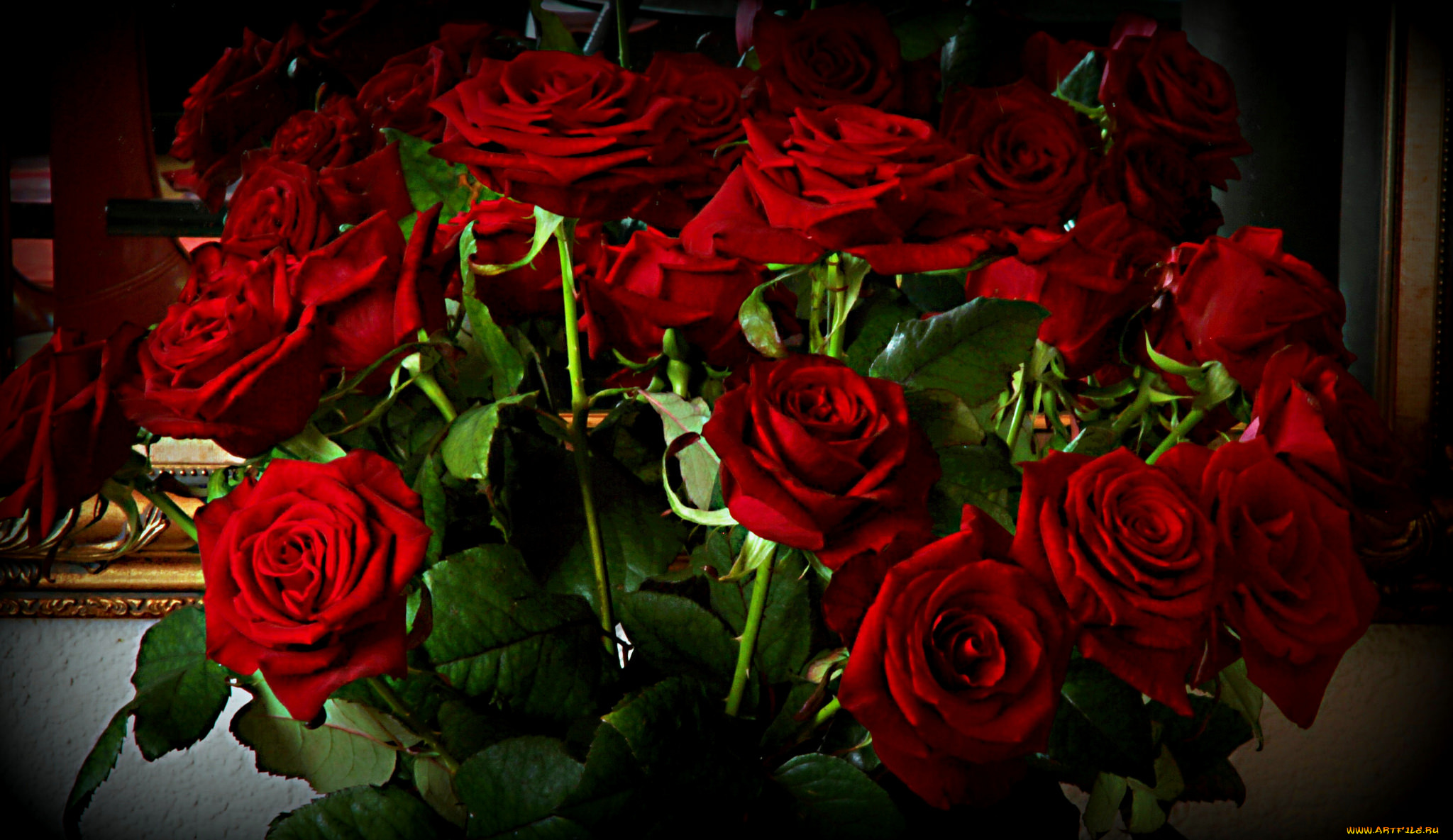 цветы, розы, красные