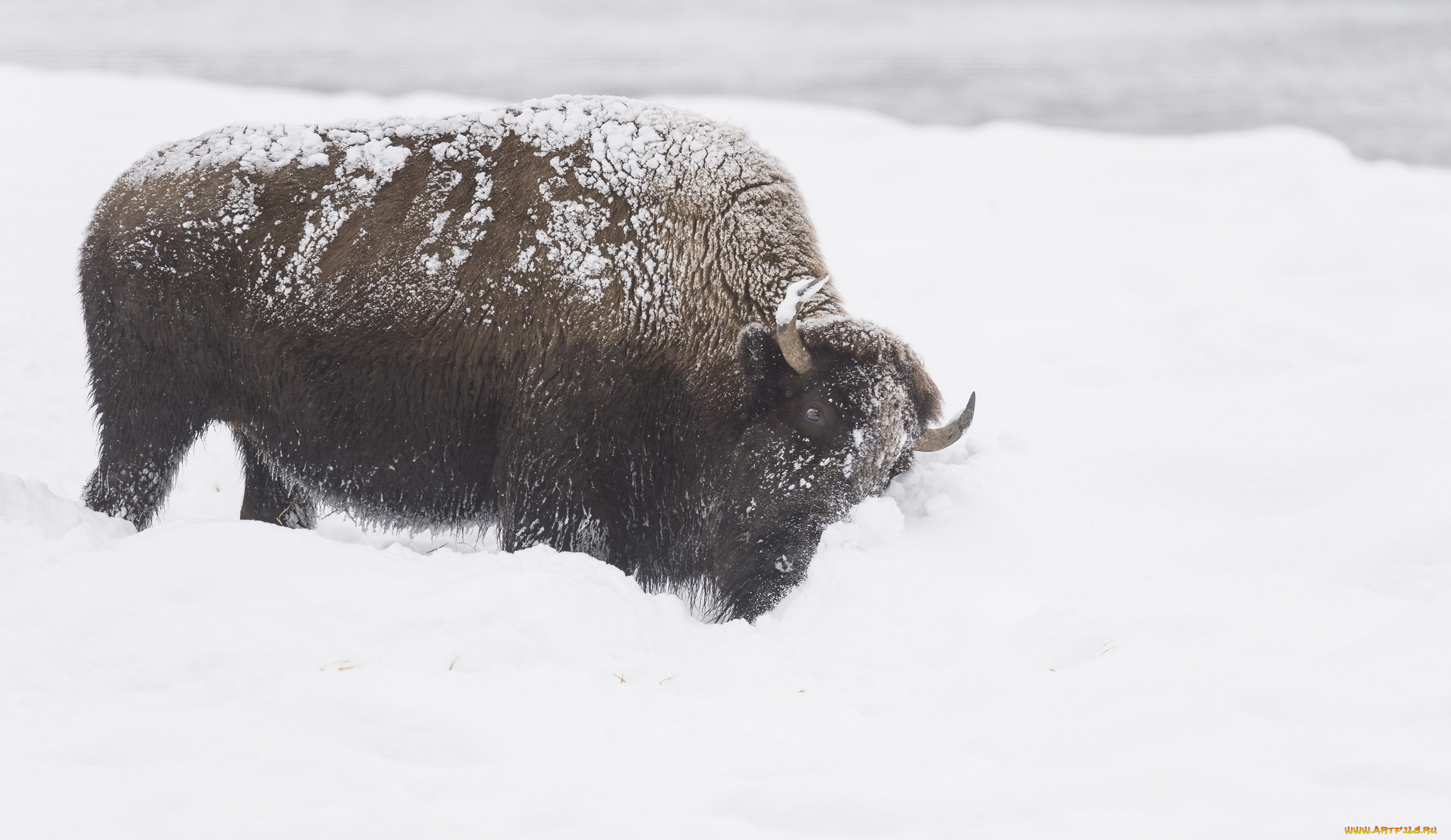 животные, зубры, , бизоны, снег, бизон
