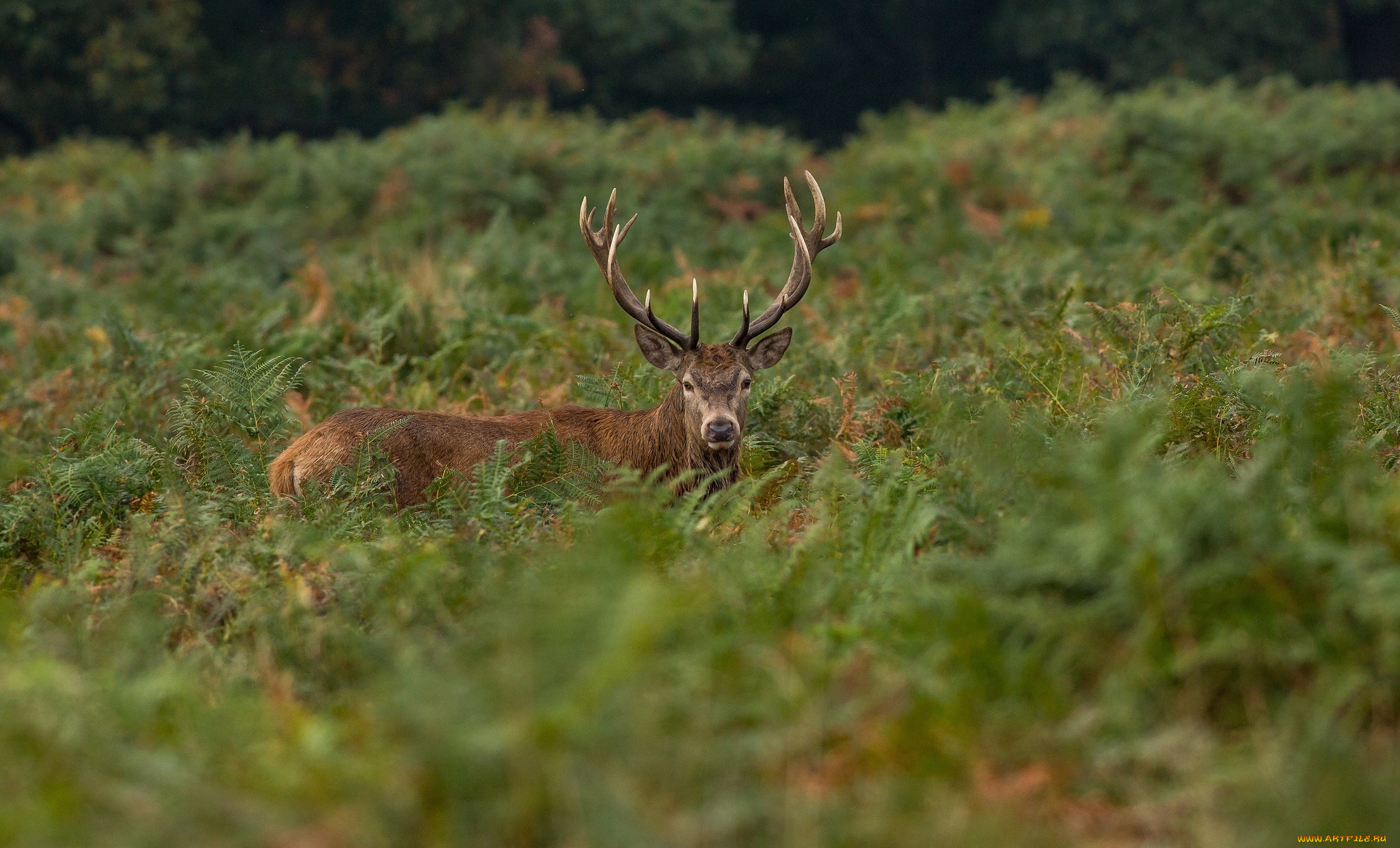 животные, олени, заросли, рога, морда