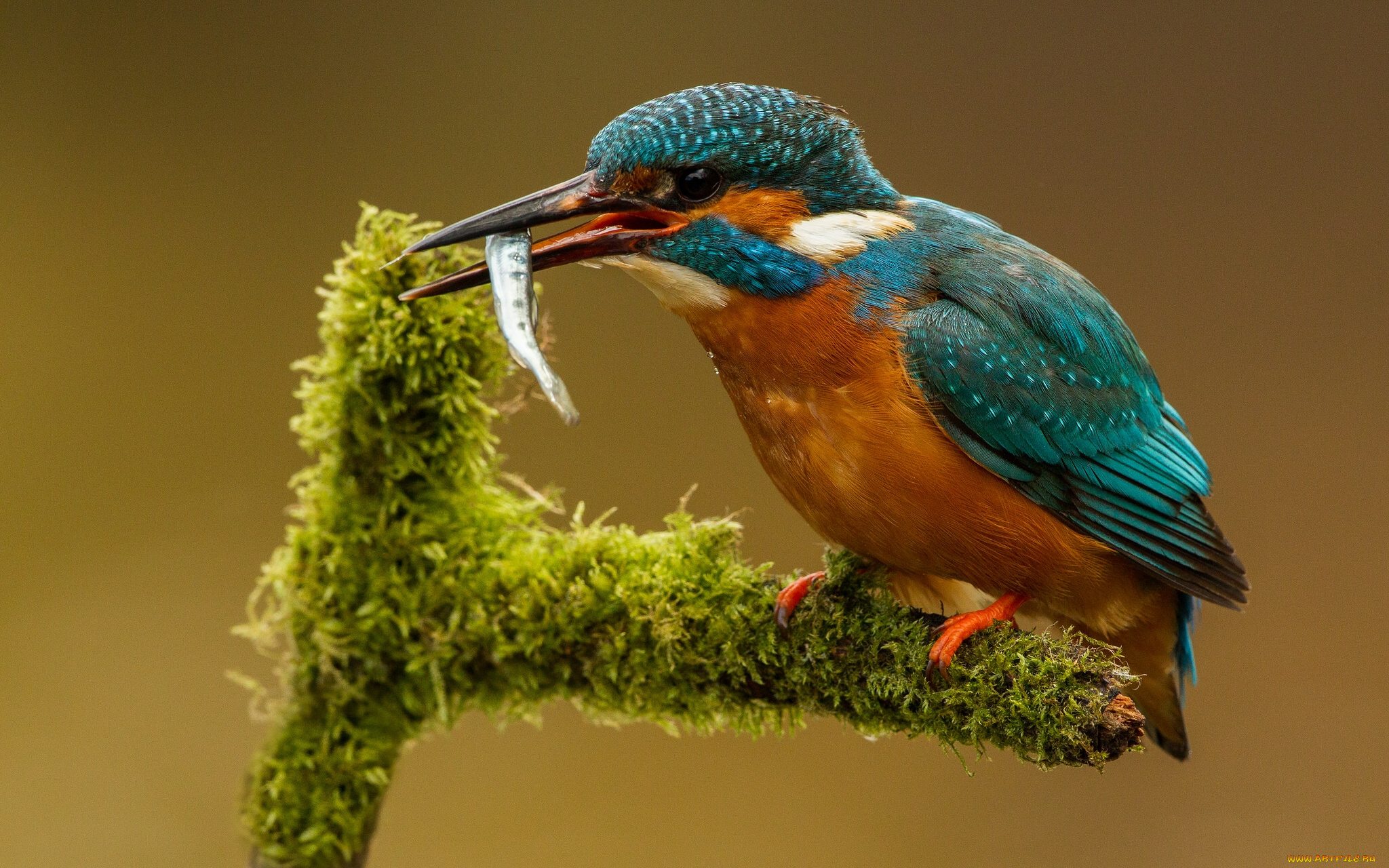 животные, зимородки, птица, улов, рыбка, зимородок