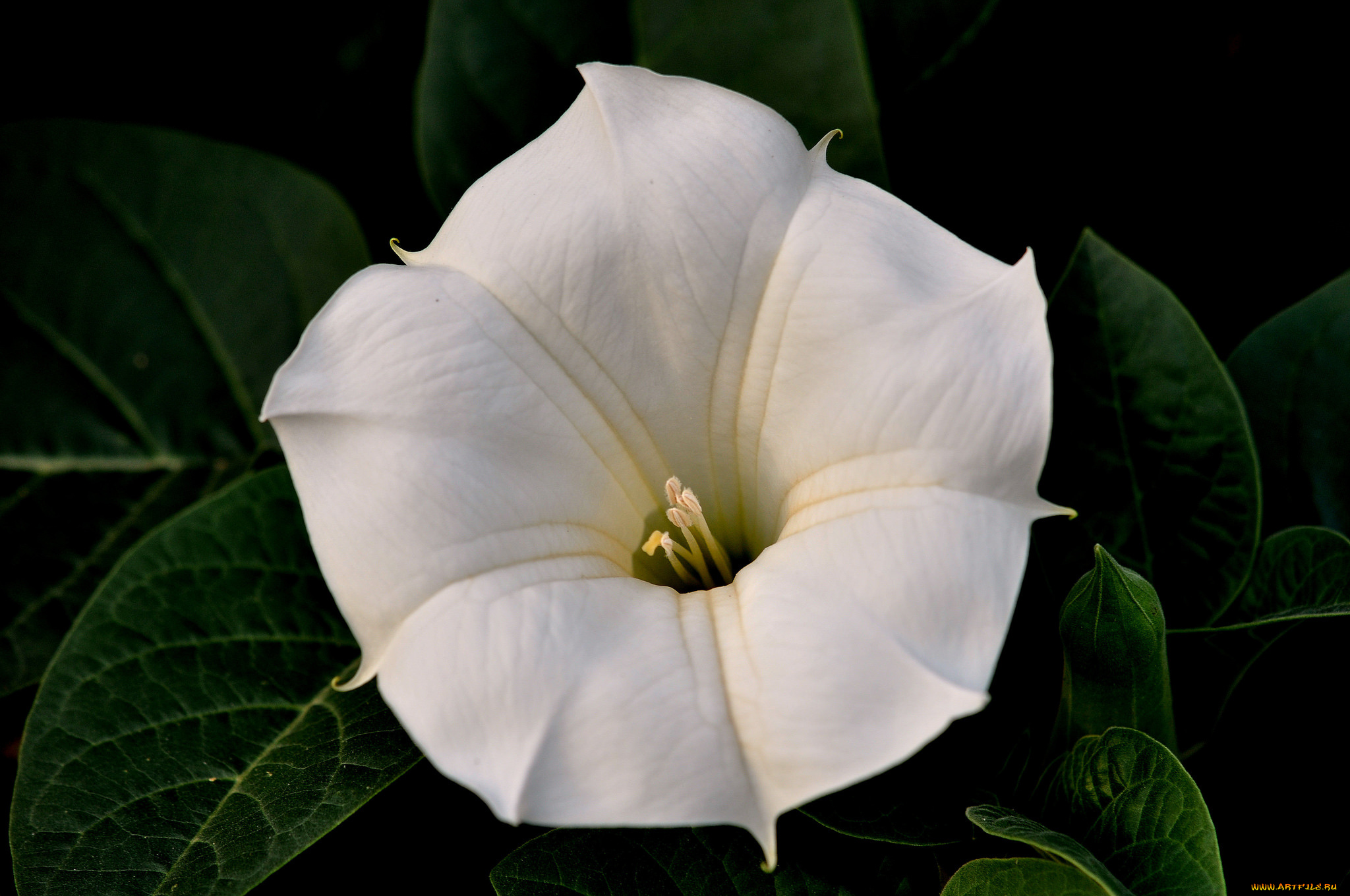 цветы, бругмансия, , дурман, , трубы, ангела