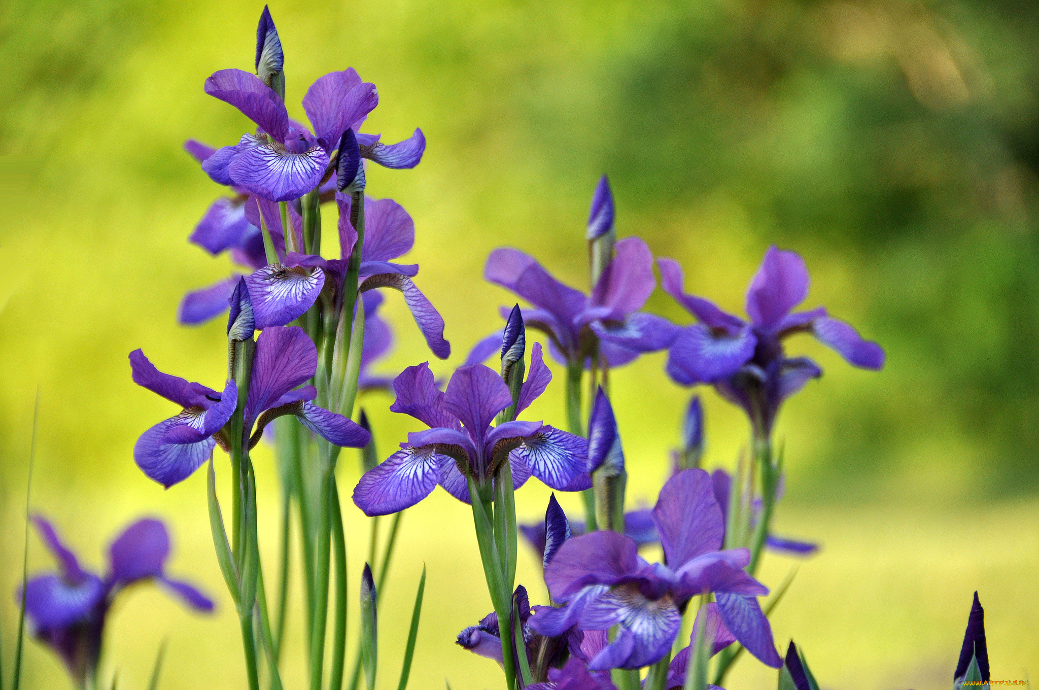 цветы, ирисы, касатики