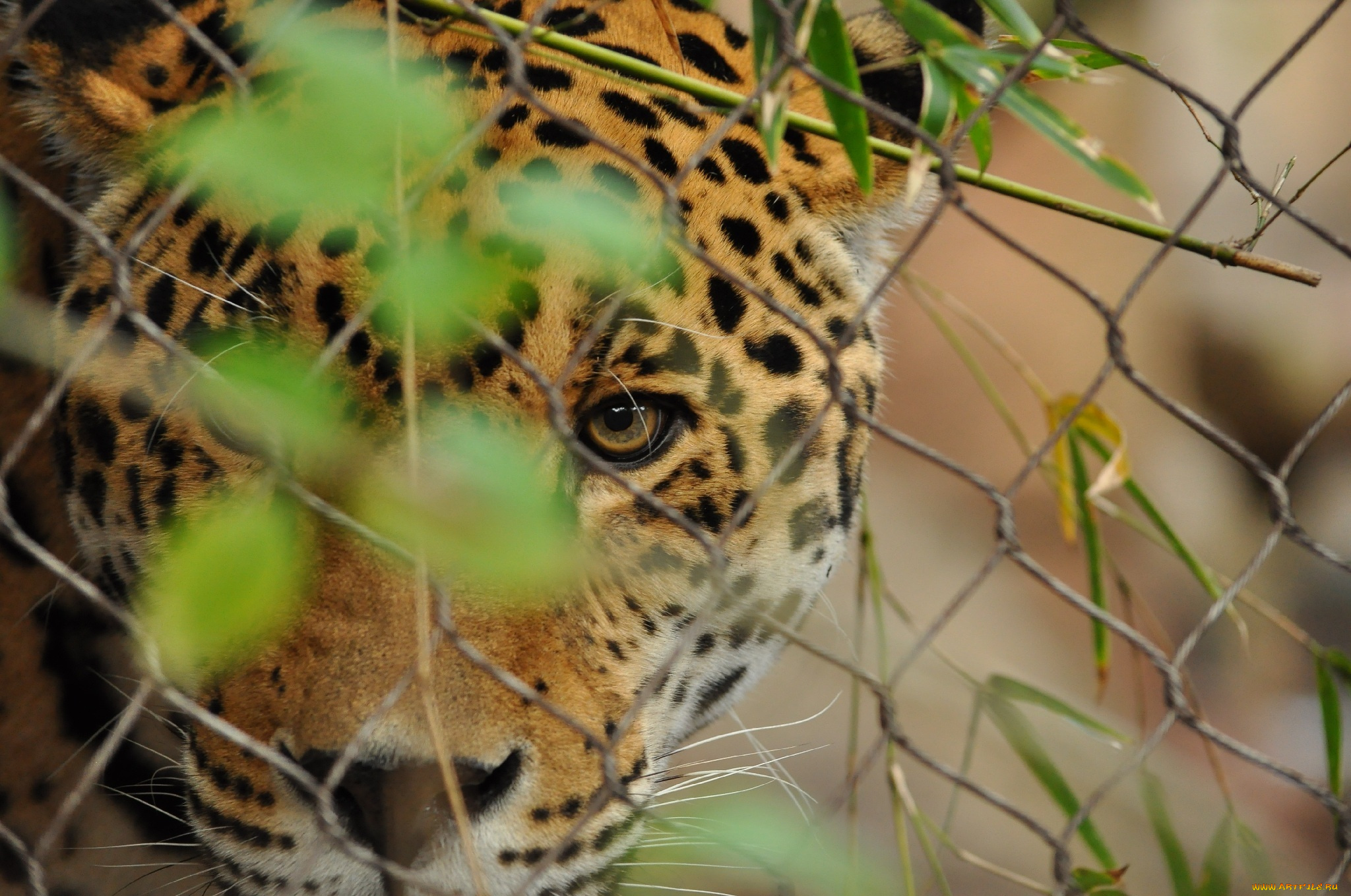 животные, Ягуары, наблюдение, маскировка, кошка, морда, глаза, листья