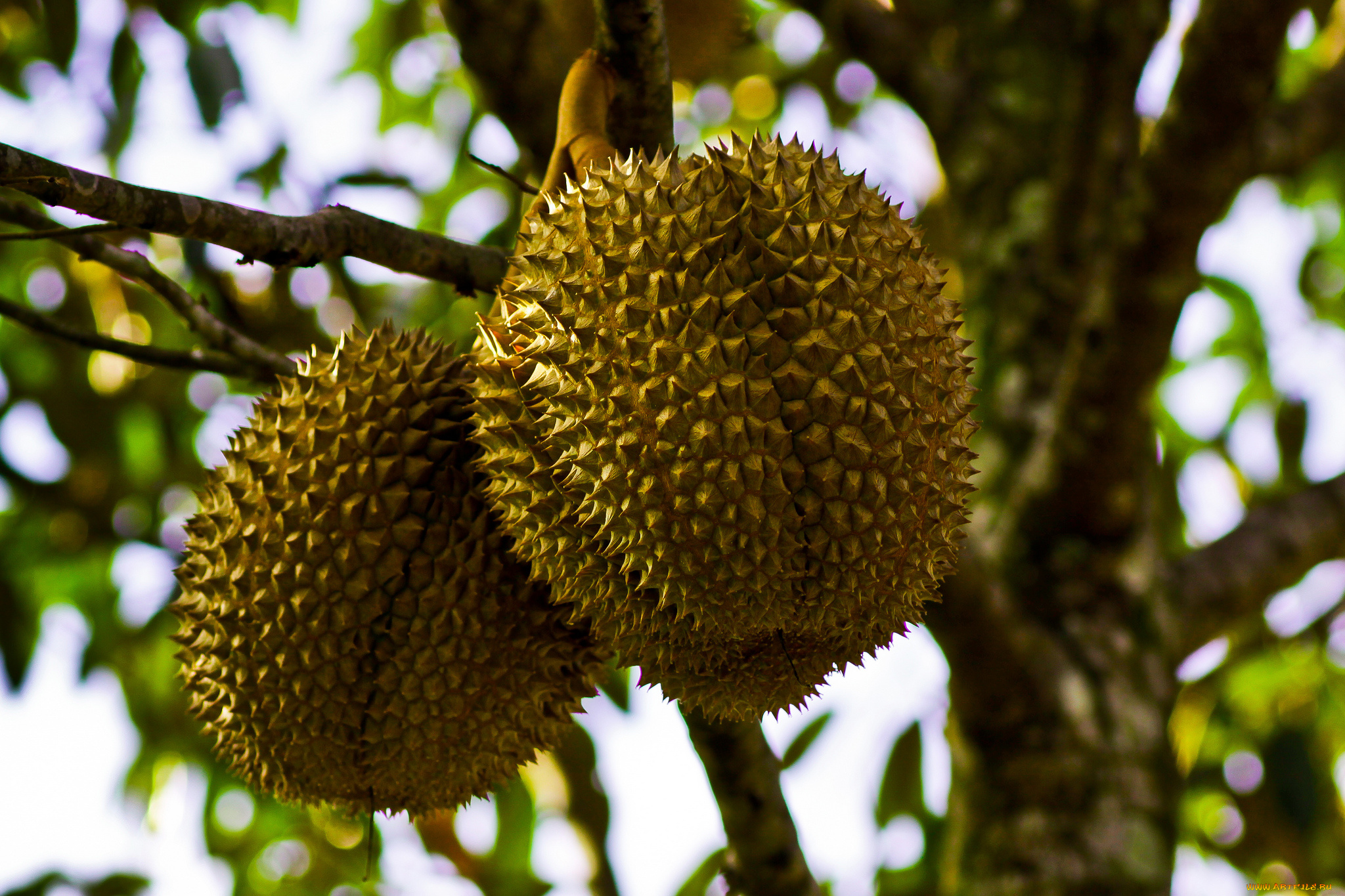 природа, плоды, ветка, дерево, дурианы
