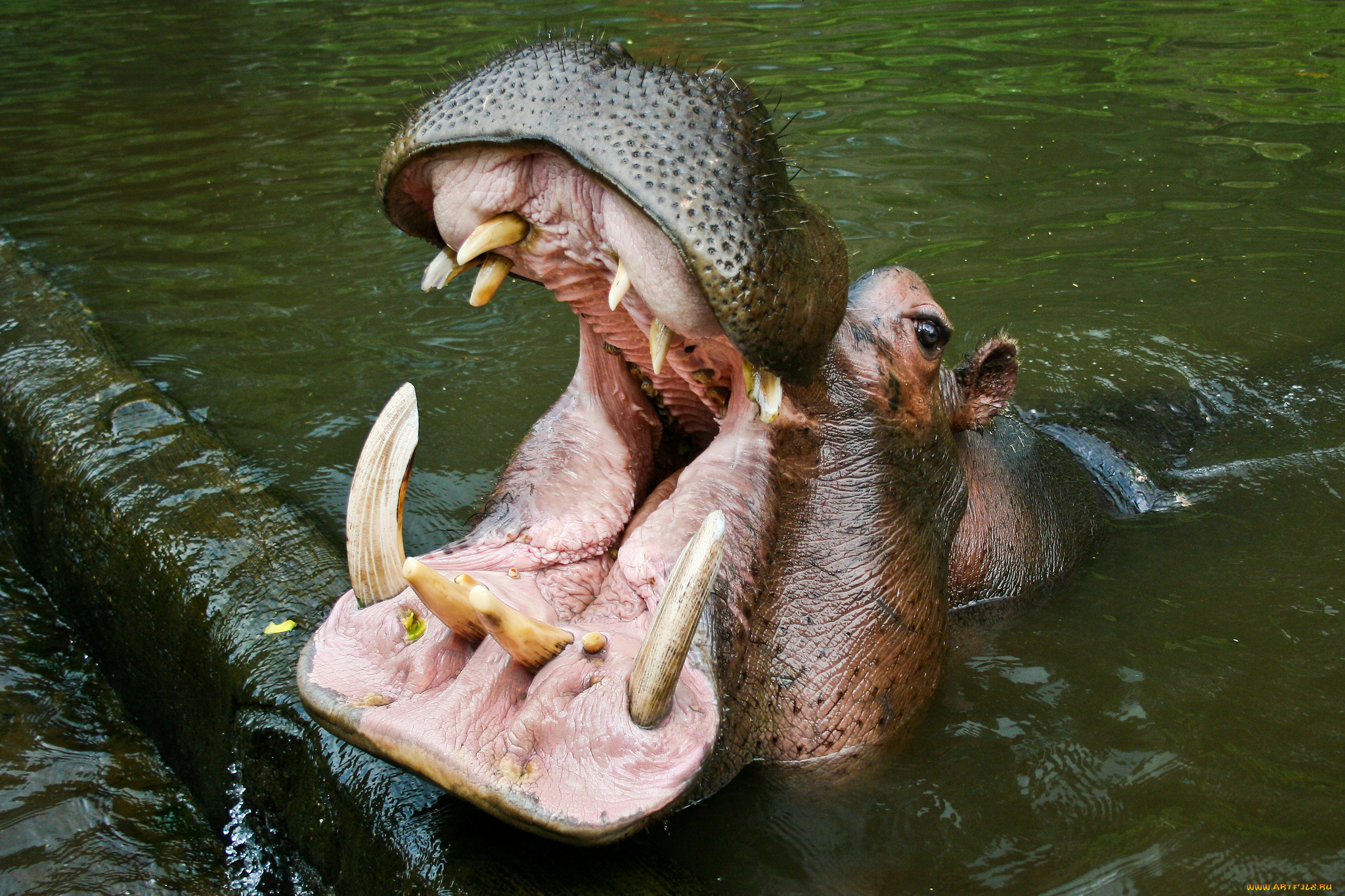 животные, богомолы, клыки, пасть, гиппопотам