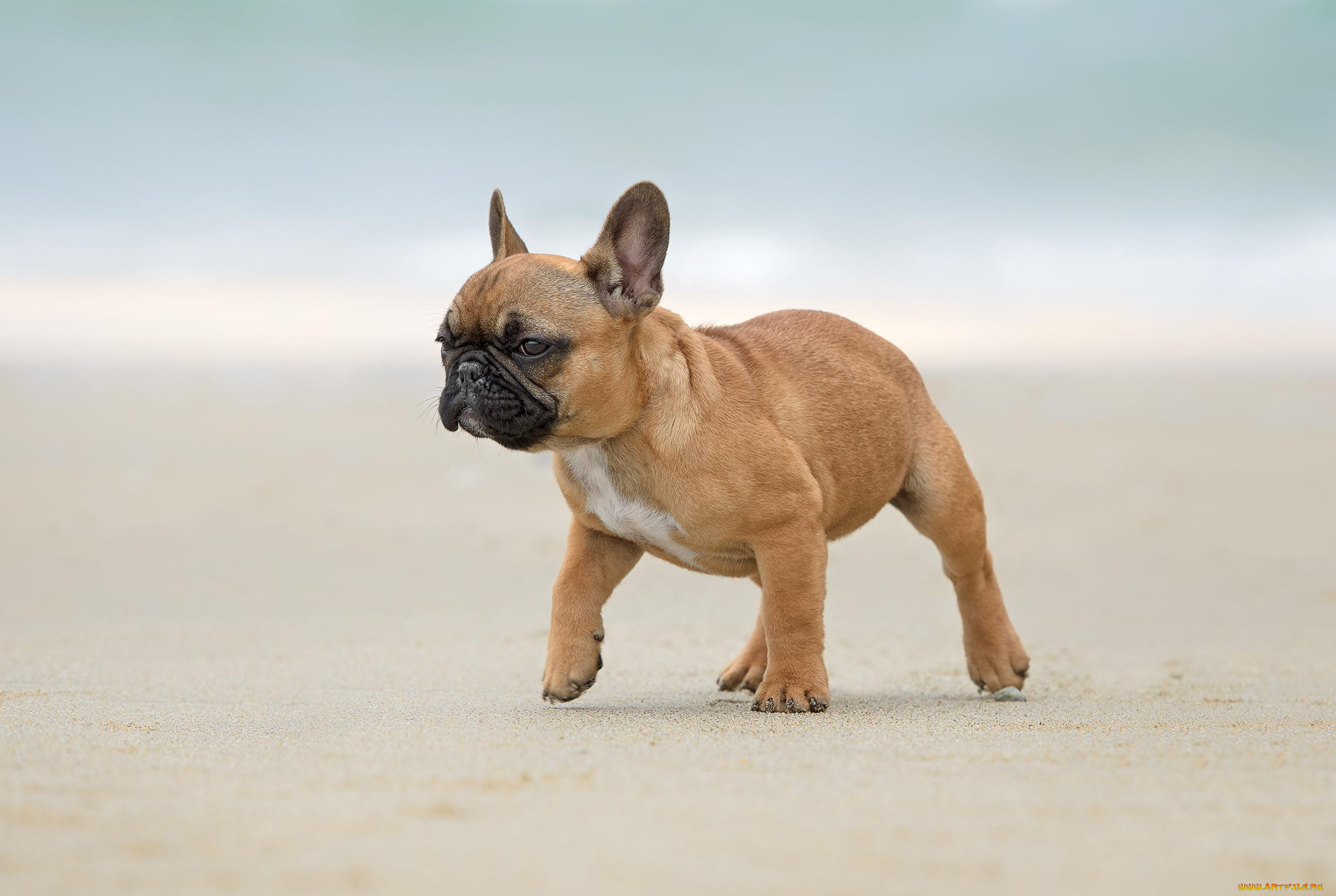 животные, собаки, щенок