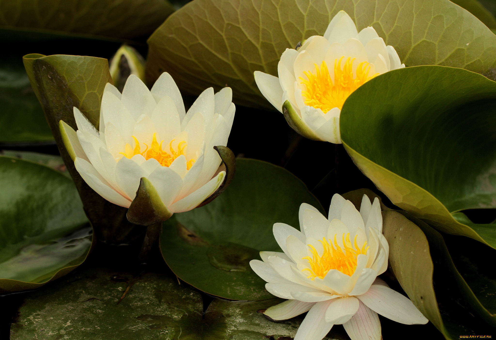 цветы, лилии, водяные, , нимфеи, , кувшинки, водоем, лисьтя, оранжевые, белые, кувшинки