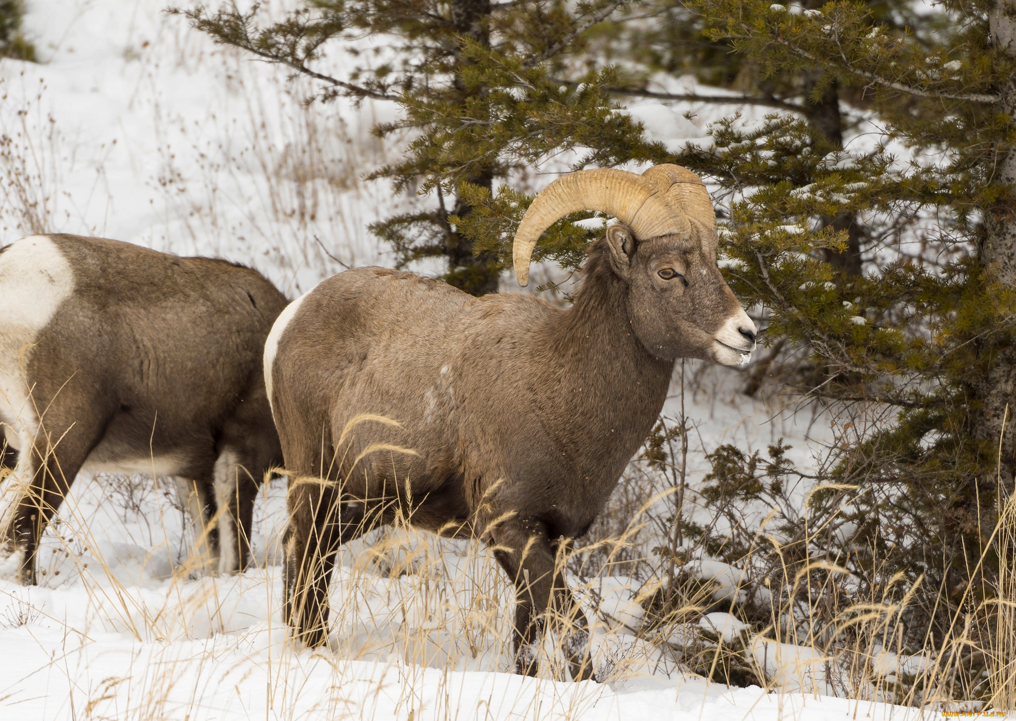 животные, овцы, , бараны, рога, снег
